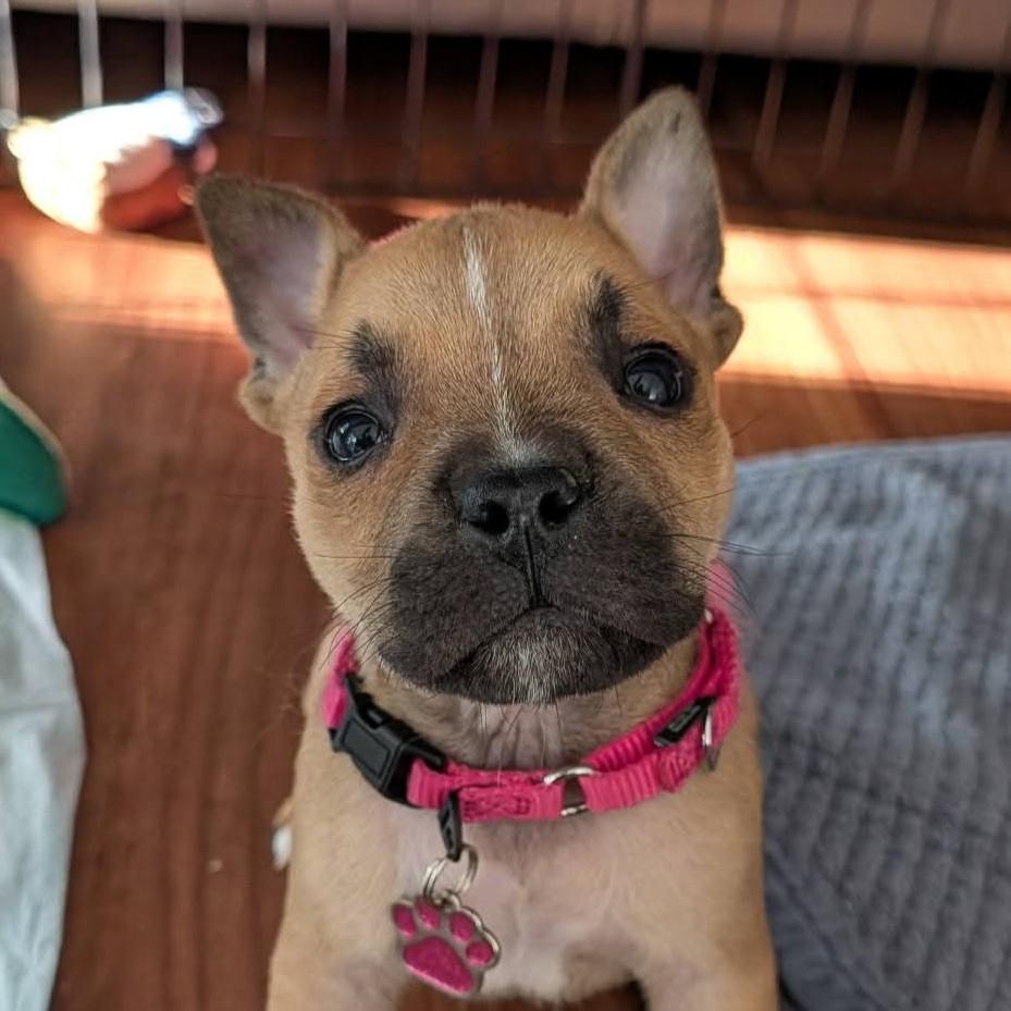 Enlarge Liberty, a ADOPTABLE mixed breed in Grafton, OH image 3/4