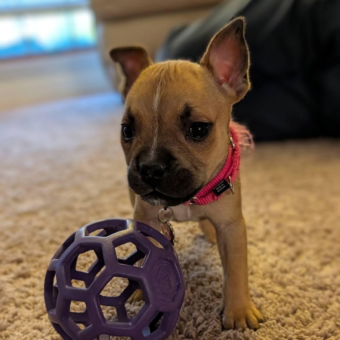 Enlarge Liberty, a ADOPTABLE mixed breed in Grafton, OH image 4/4