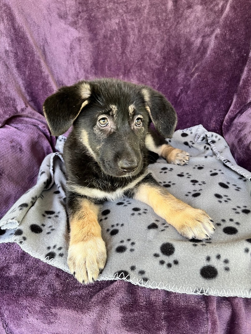 Thing 1, Adopted, Puppy Female German Shepherd Dog.