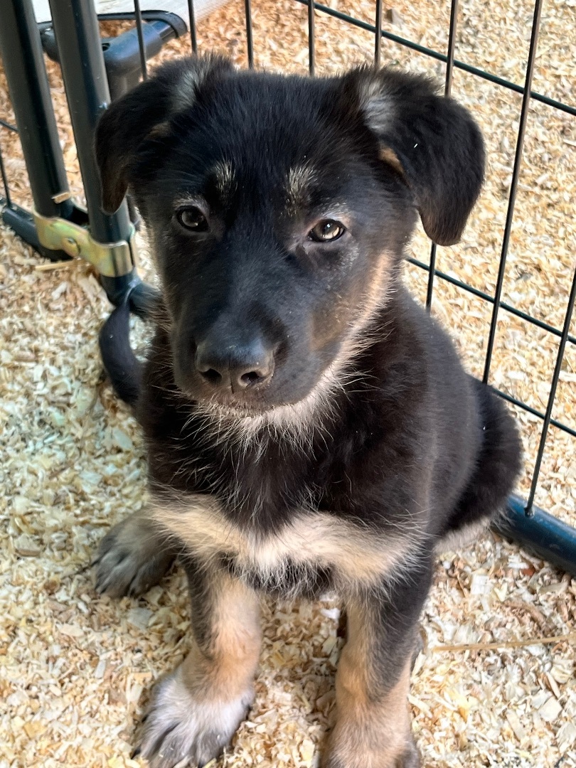 Enlarge Thing 1, a Adopted mixed breed in Lucasville, OH image 2/6