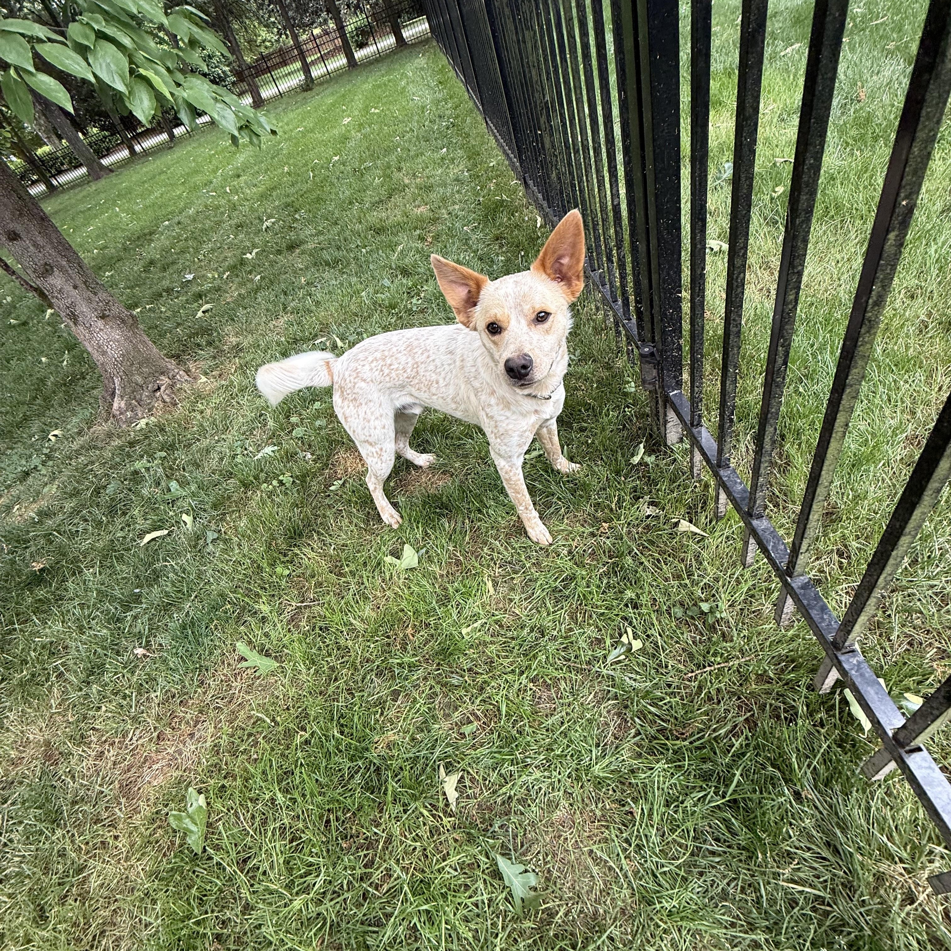 Chase, a ADOPTABLE mixed breed in Kings Mountain, NC image 6/6