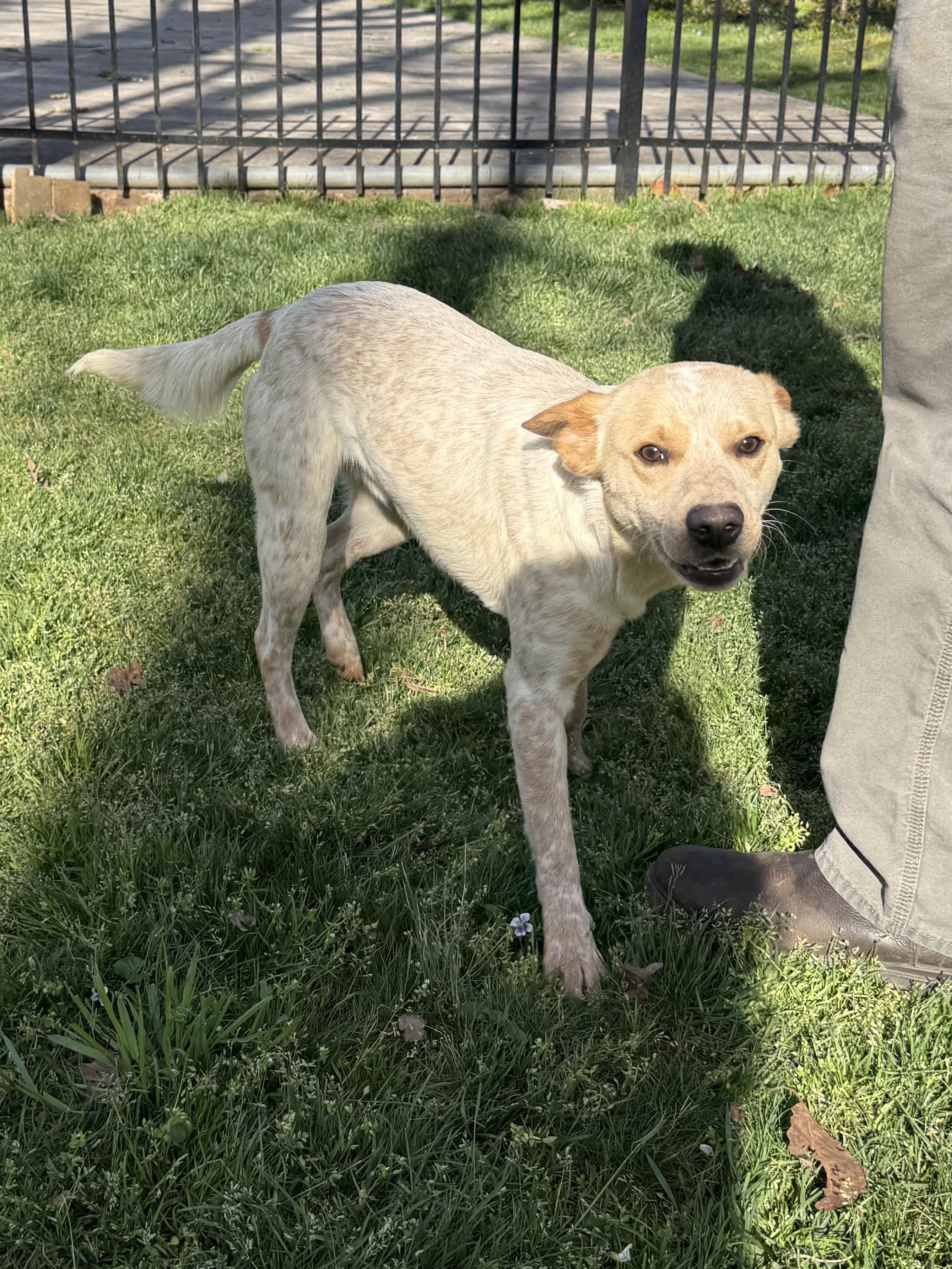 Chase, ADOPTABLE, Young Male Australian Cattle Dog / Blue Heeler.