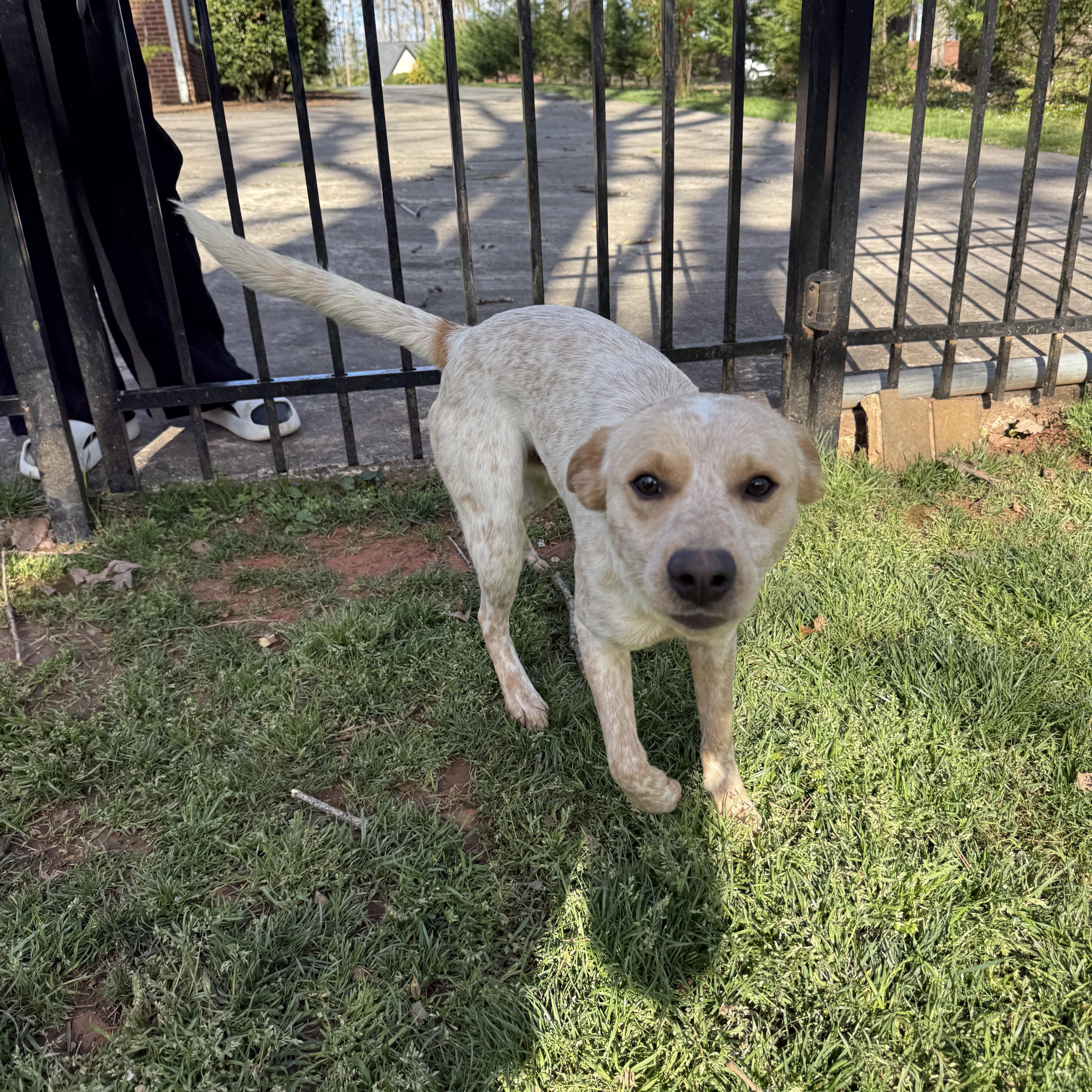 Enlarge Chase, a ADOPTABLE mixed breed in Kings Mountain, NC image 4/6