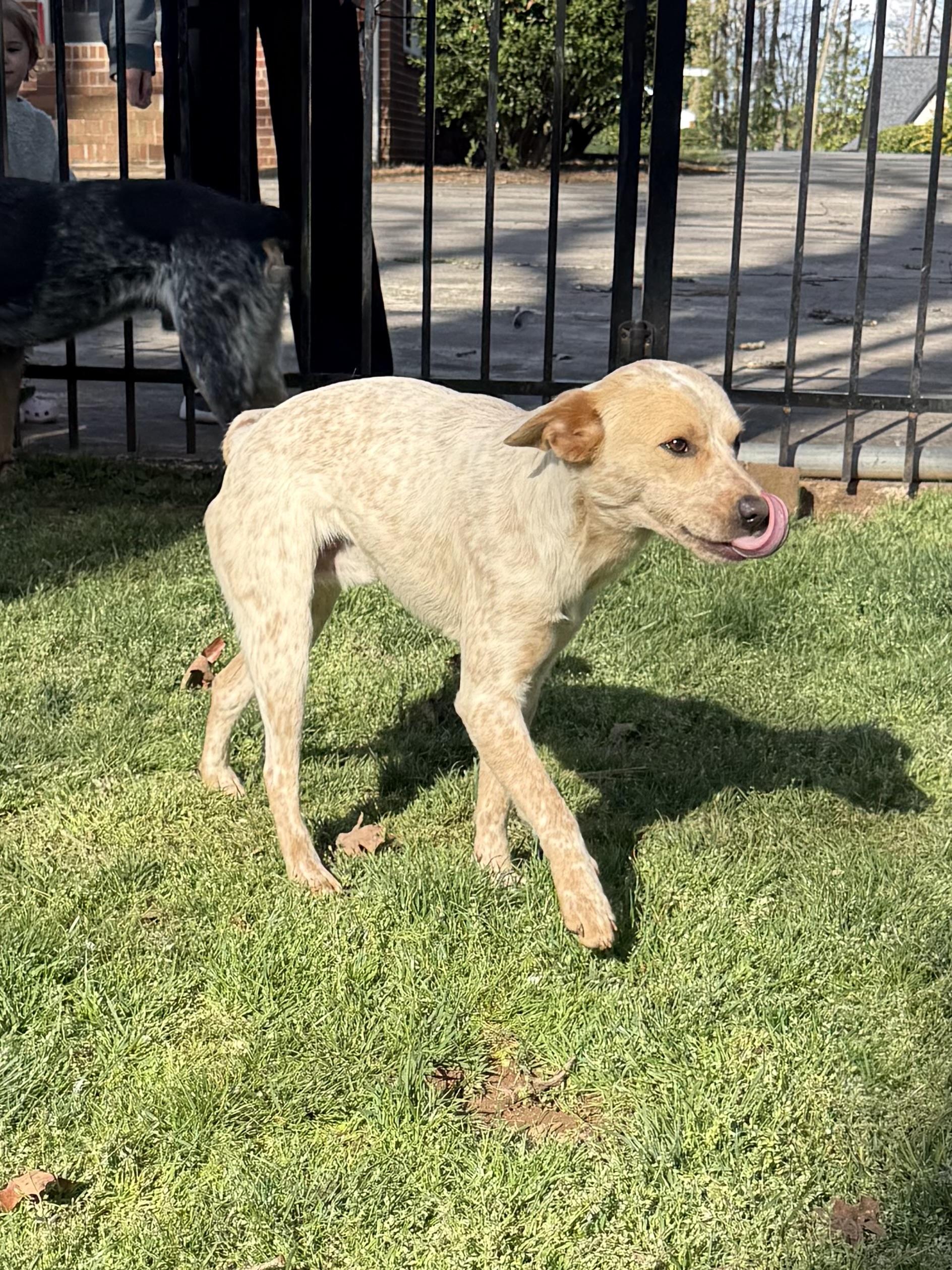 Enlarge Chase, a ADOPTABLE mixed breed in Kings Mountain, NC image 5/6