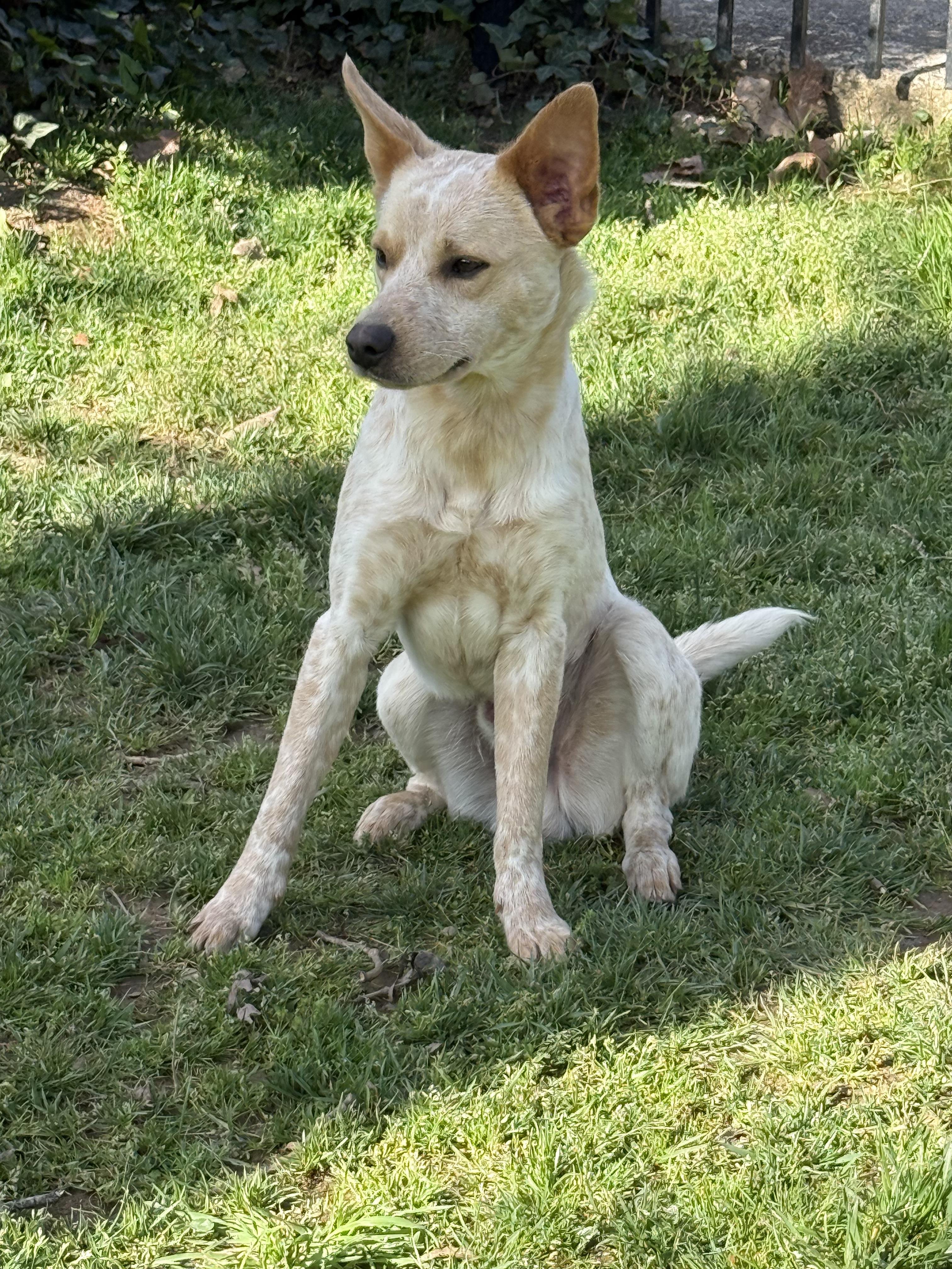 Enlarge Chase, a ADOPTABLE mixed breed in Kings Mountain, NC image 3/6