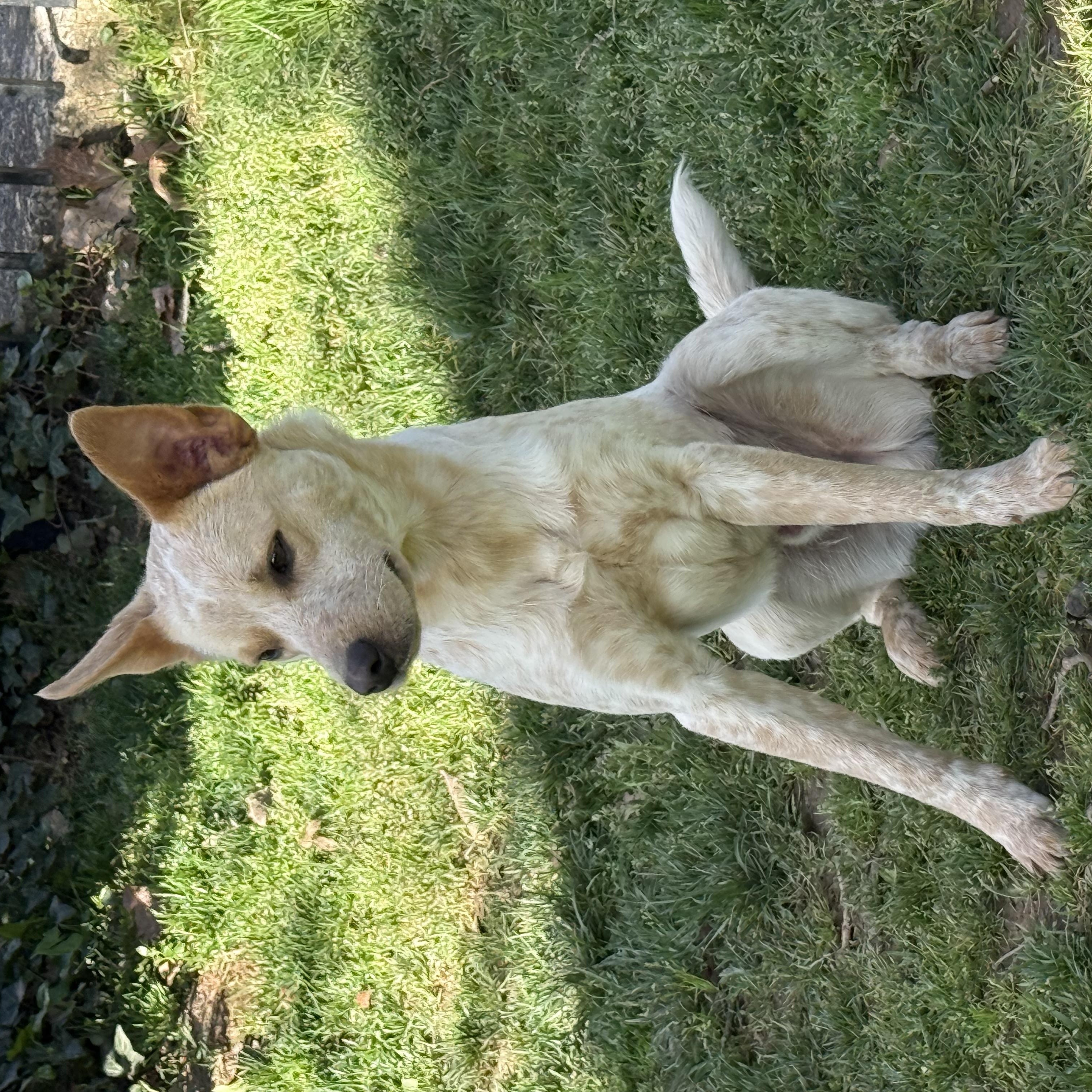 Chase, a ADOPTABLE mixed breed in Kings Mountain, NC image 3/6