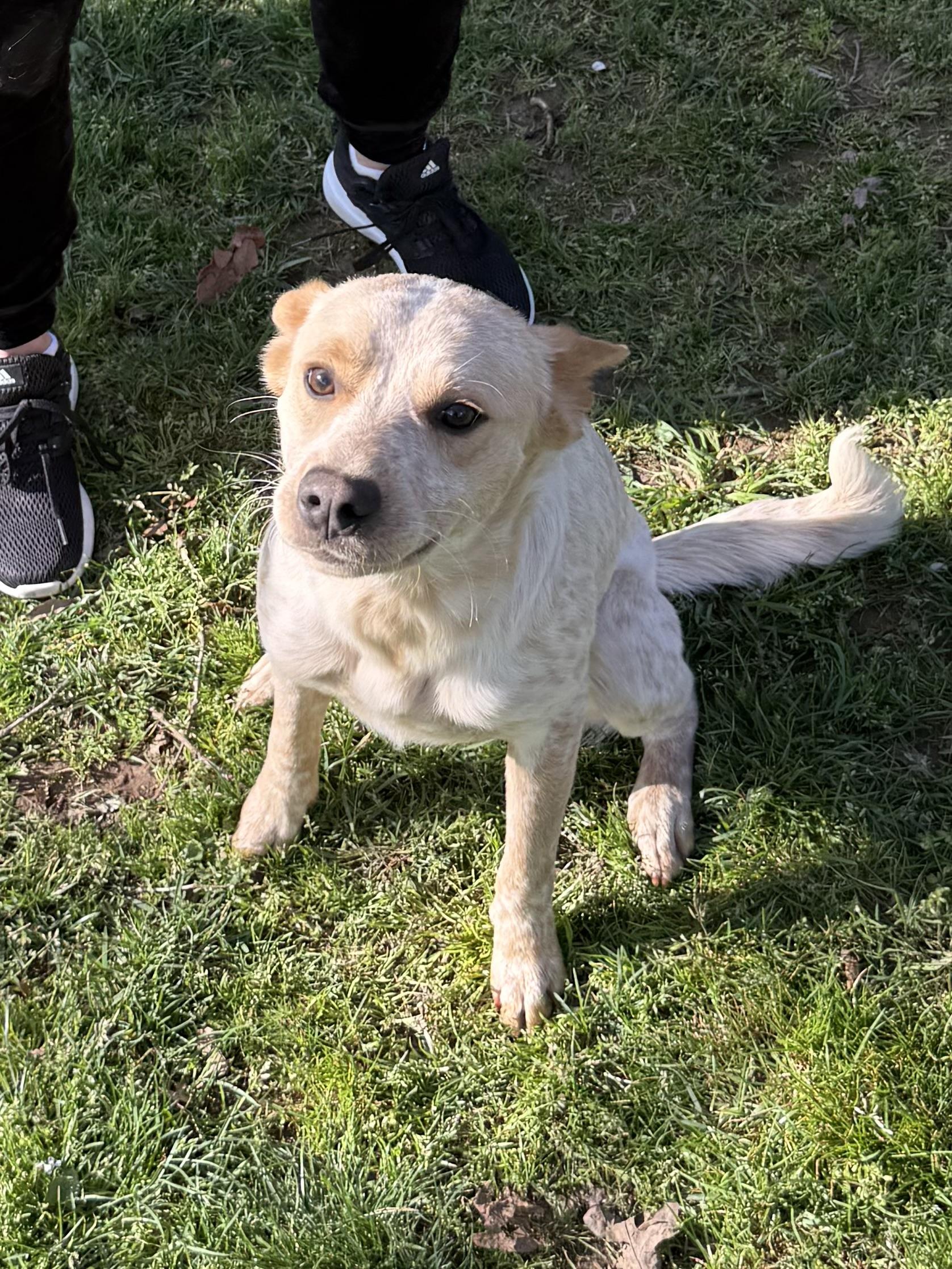 Enlarge Chase, a ADOPTABLE mixed breed in Kings Mountain, NC image 6/6