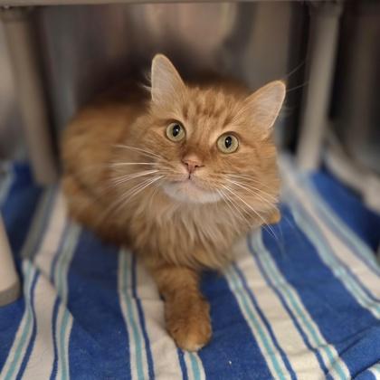 Rupert, Adoptable, Adult Male Domestic Long Hair & Domestic Short Hair.