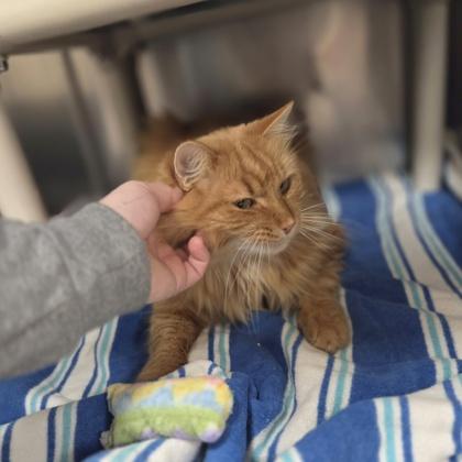 Enlarge Rupert, a Adoptable mixed breed in Westland, MI image 2/3