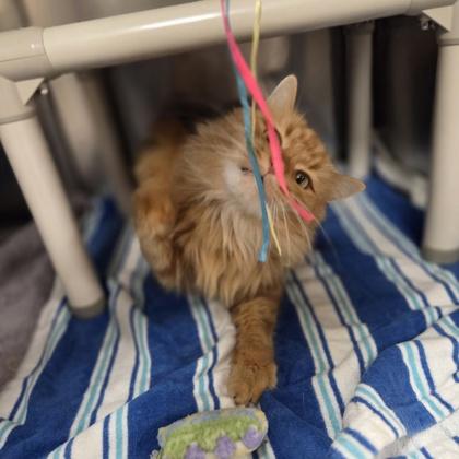 Enlarge Rupert, a Adoptable mixed breed in Westland, MI image 3/3