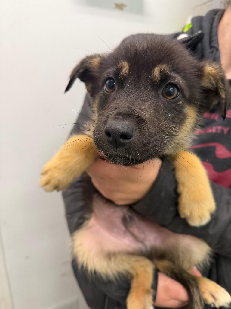 Apple, Adoptable, Puppy Male Terrier.