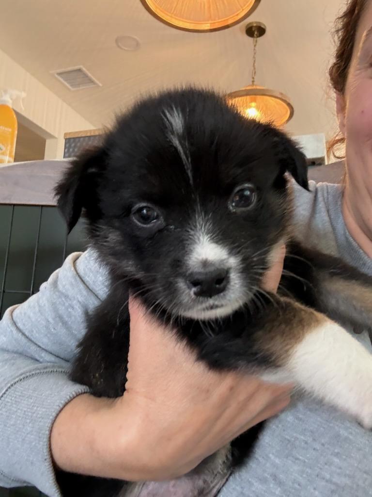 Shaggy, Adoptable, Puppy Male Mixed Breed.
