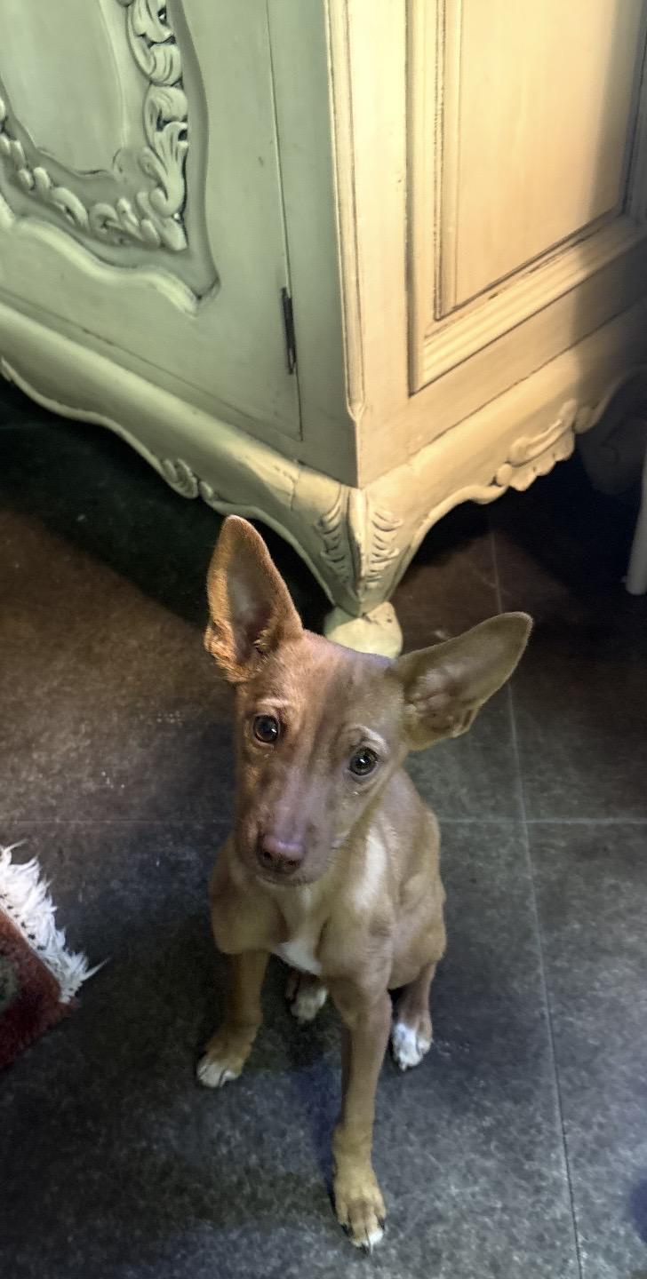 Enlarge Pepper , a ADOPTABLE mixed breed in Yellville, AR image 1/1