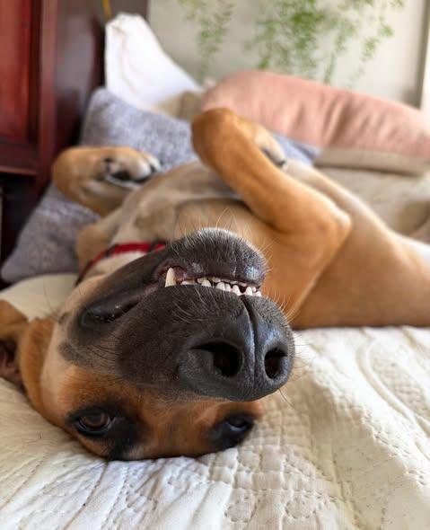 Enlarge Ranger, a Adoptable Mixed Breed in Nantucket, MA image 2/5