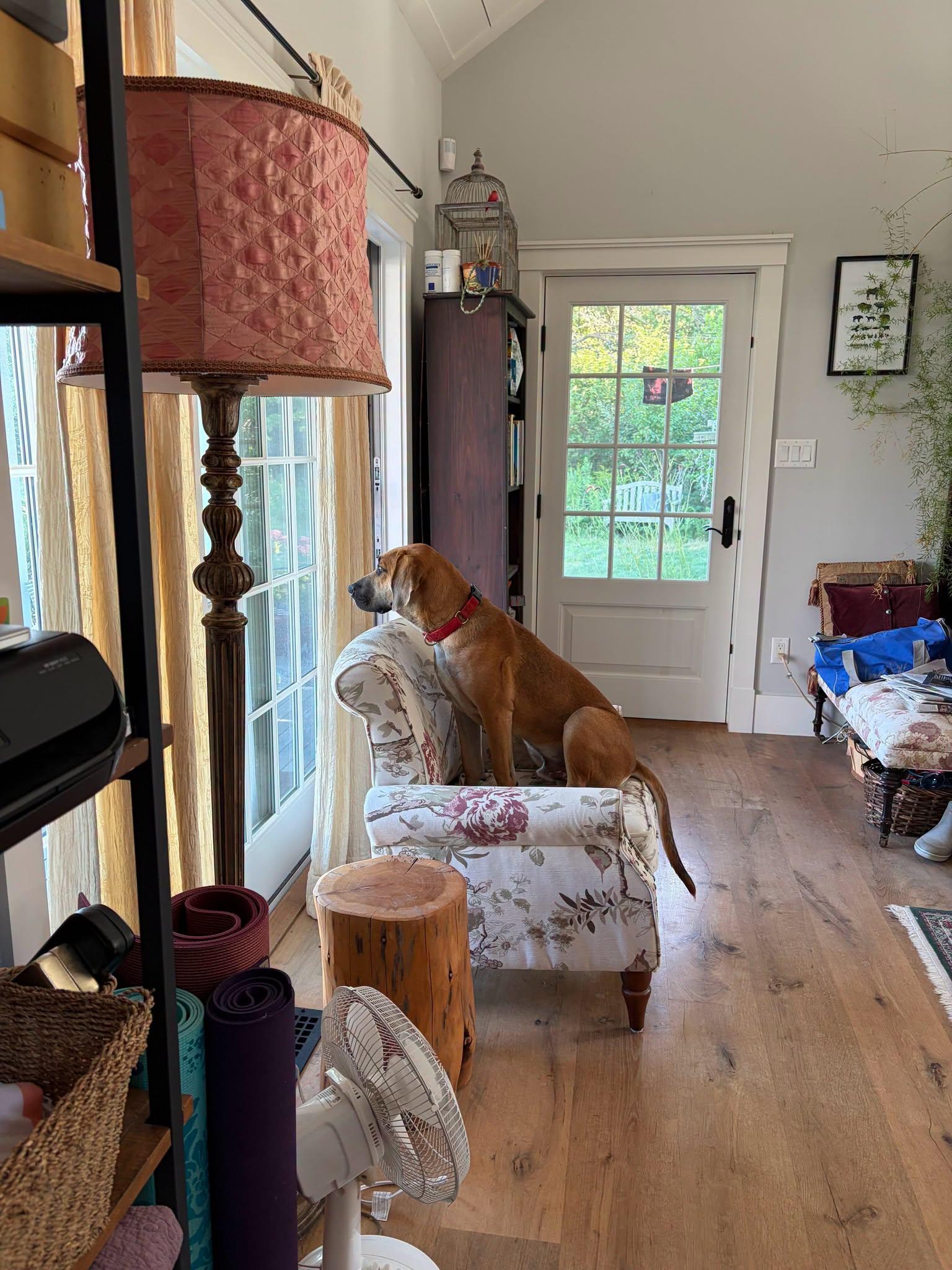 Enlarge Ranger, a Adoptable Mixed Breed in Nantucket, MA image 5/5