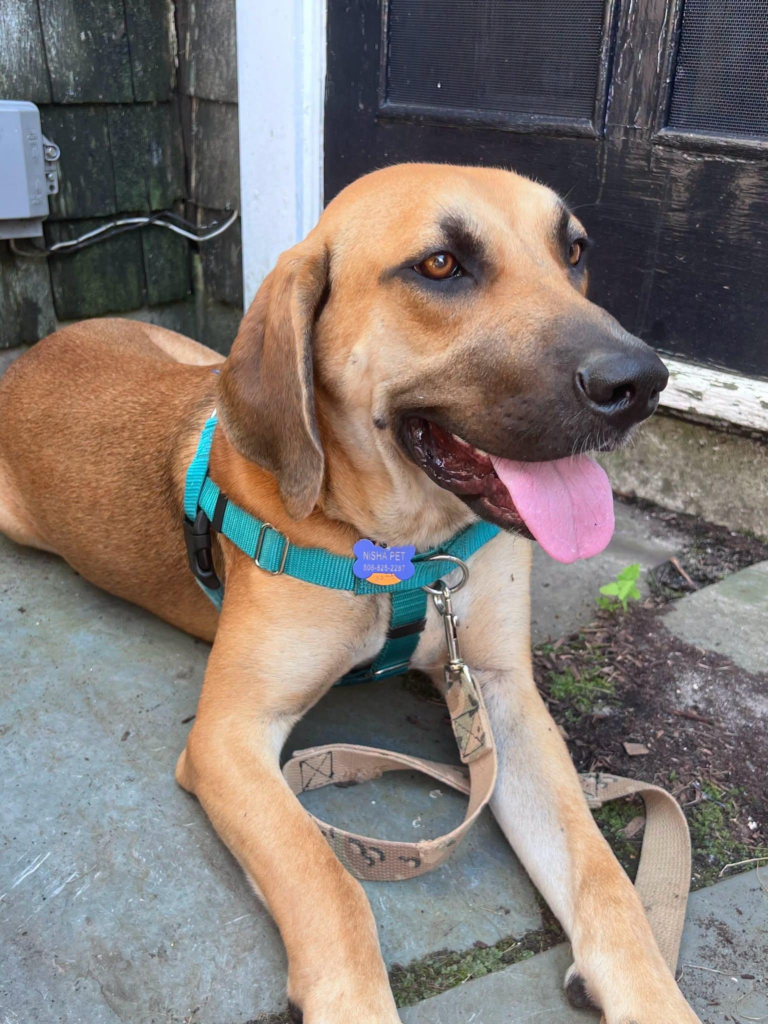 Enlarge Ranger, a Adoptable Mixed Breed in Nantucket, MA image 4/5