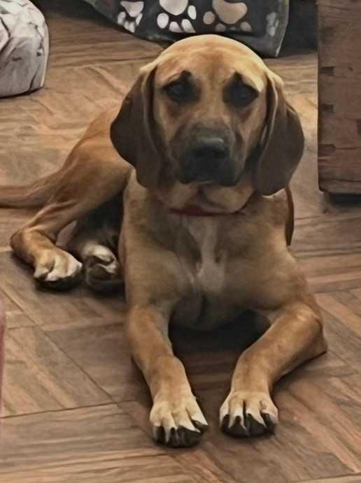 Enlarge Ranger, a ADOPTABLE Mixed Breed in Nantucket, MA image 1/1