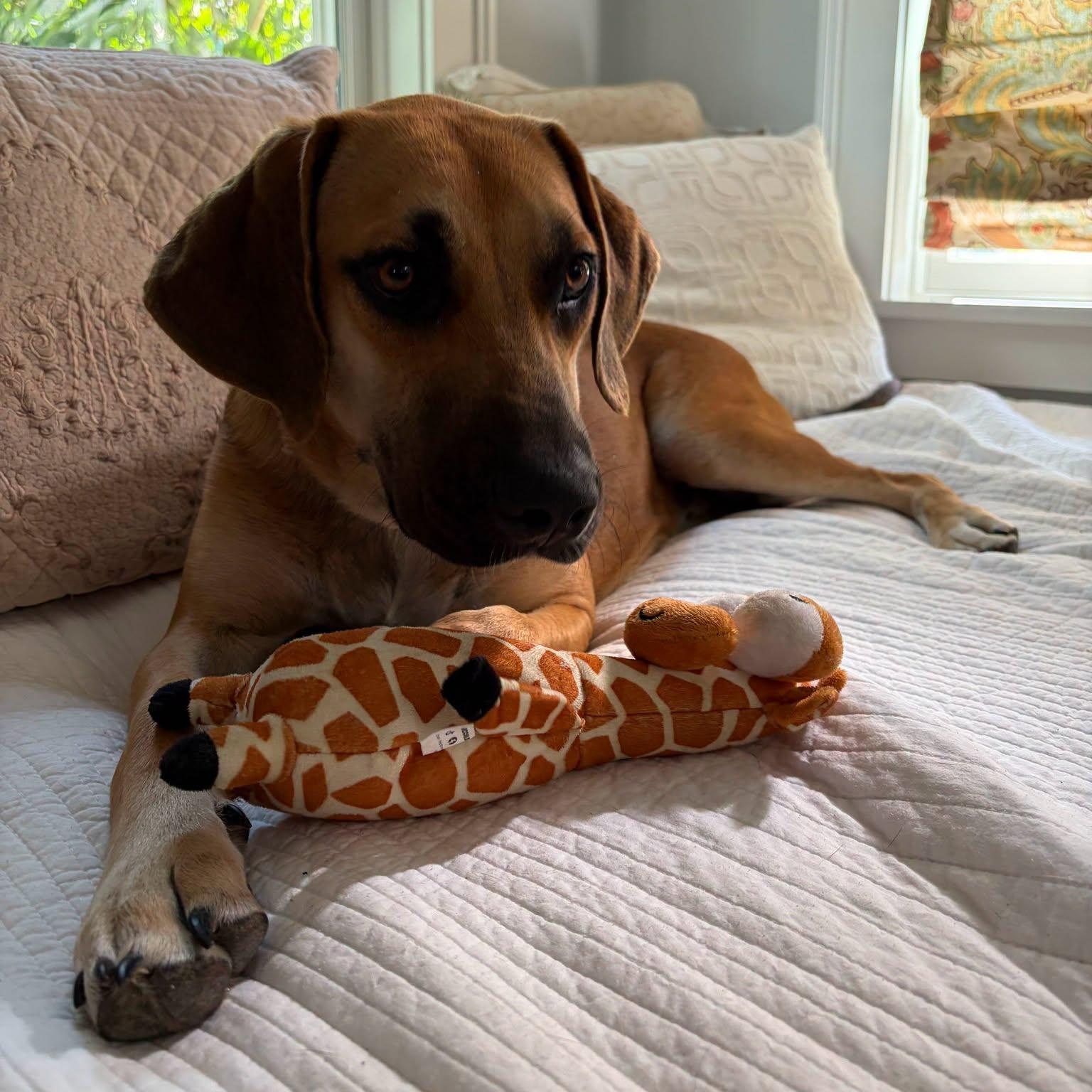 Ranger, Adoptable, Adult Male Mixed Breed.