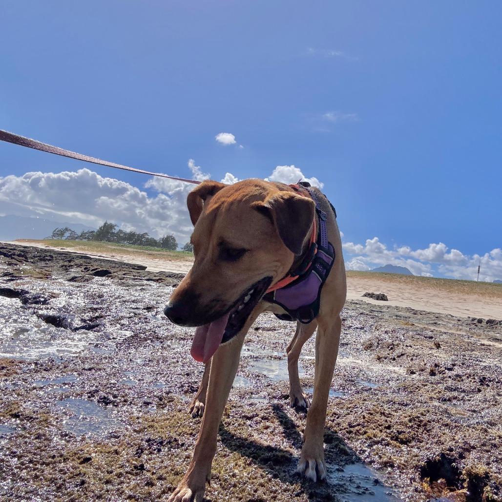 Sleepy, Adoptable, Adult Male Mixed Breed.