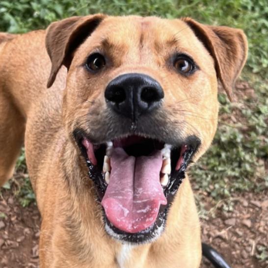 Enlarge Sleepy, a Adoptable Mixed Breed in Wahiawa, HI image 1/1