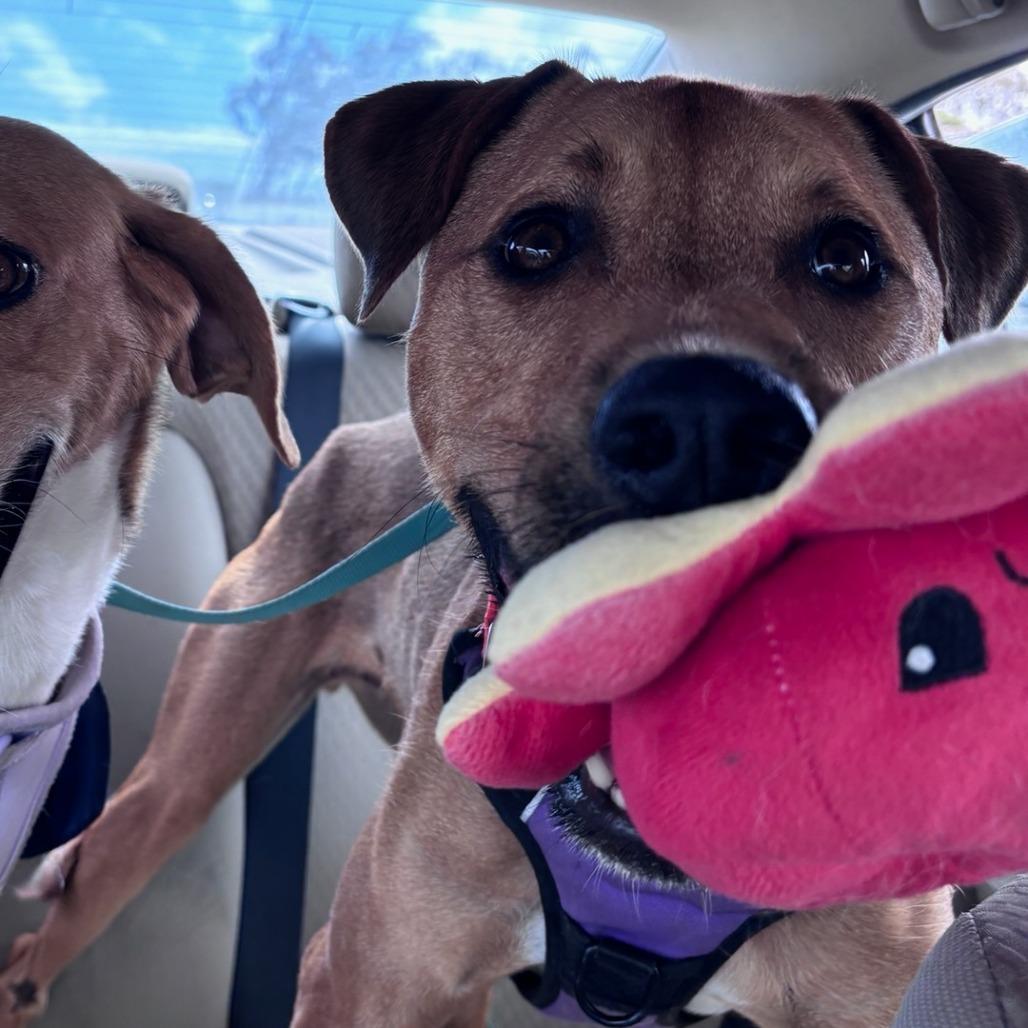 Enlarge Sleepy, a Adoptable Mixed Breed in Wahiawa, HI image 3/5