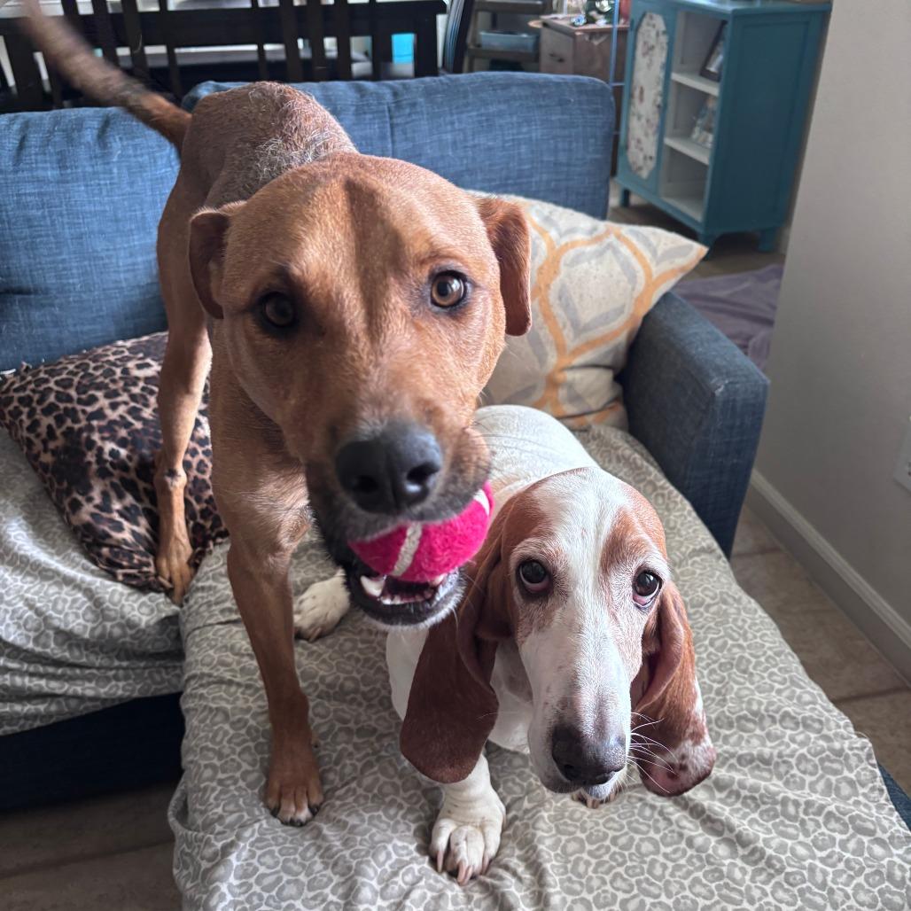 Enlarge Sleepy, a Adoptable Mixed Breed in Wahiawa, HI image 4/5