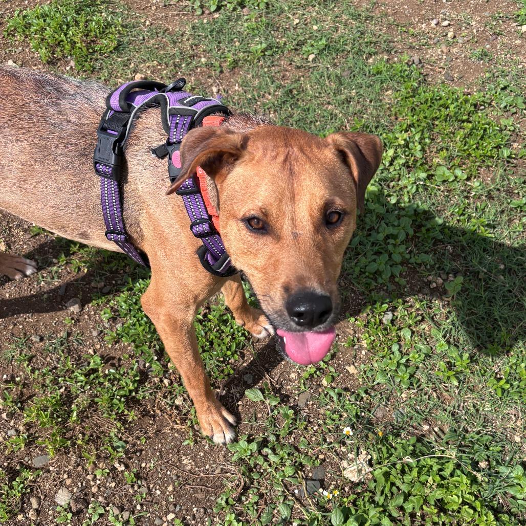 Enlarge Sleepy, a Adoptable Mixed Breed in Wahiawa, HI image 5/5