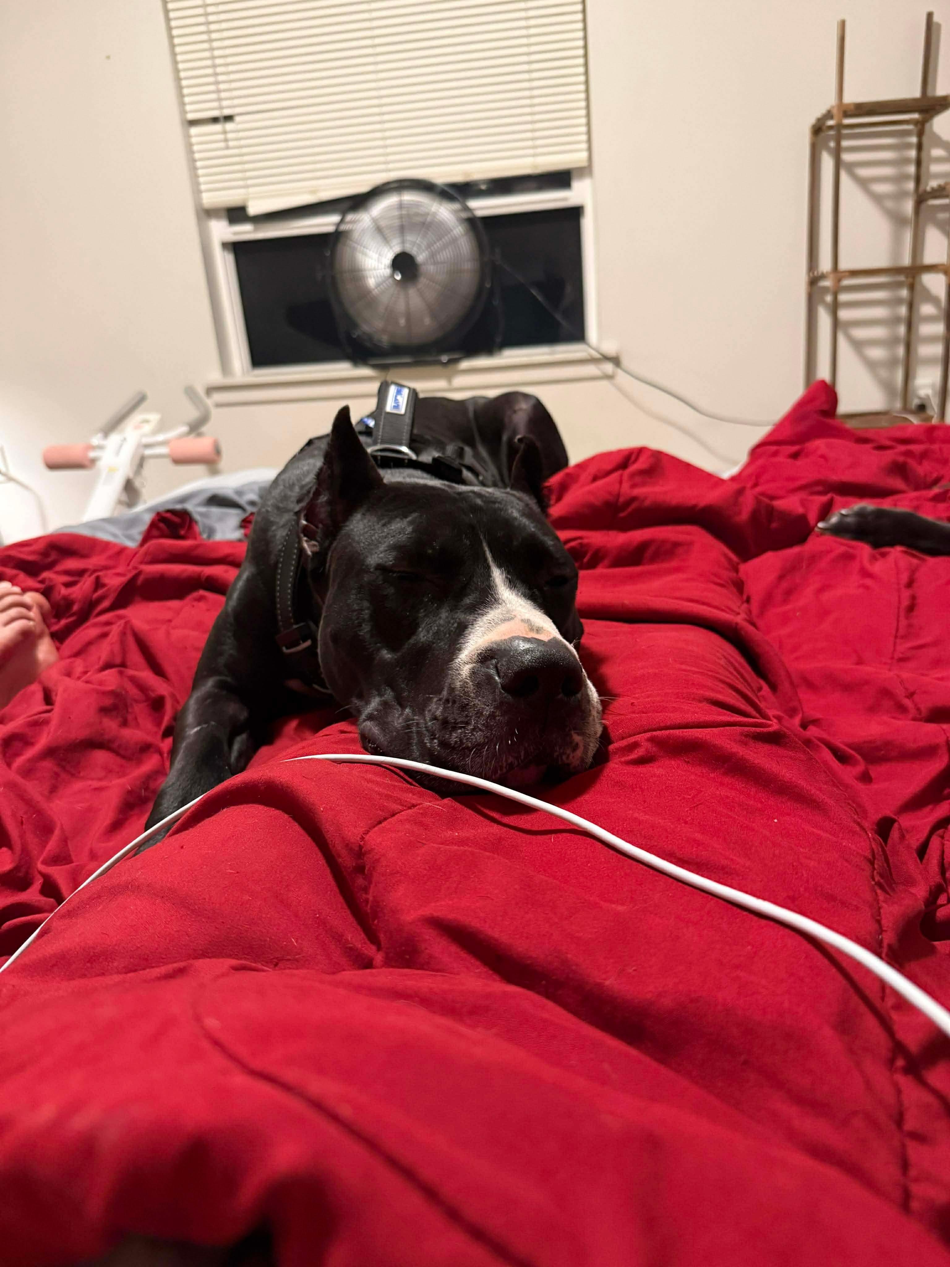 Butter Cup thumbnail 2