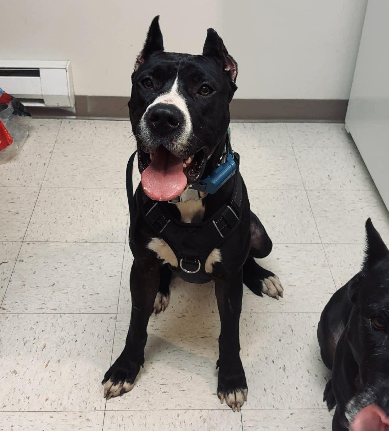 Butter Cup , an adopted mixed breed in Olympia, WA image 1/5