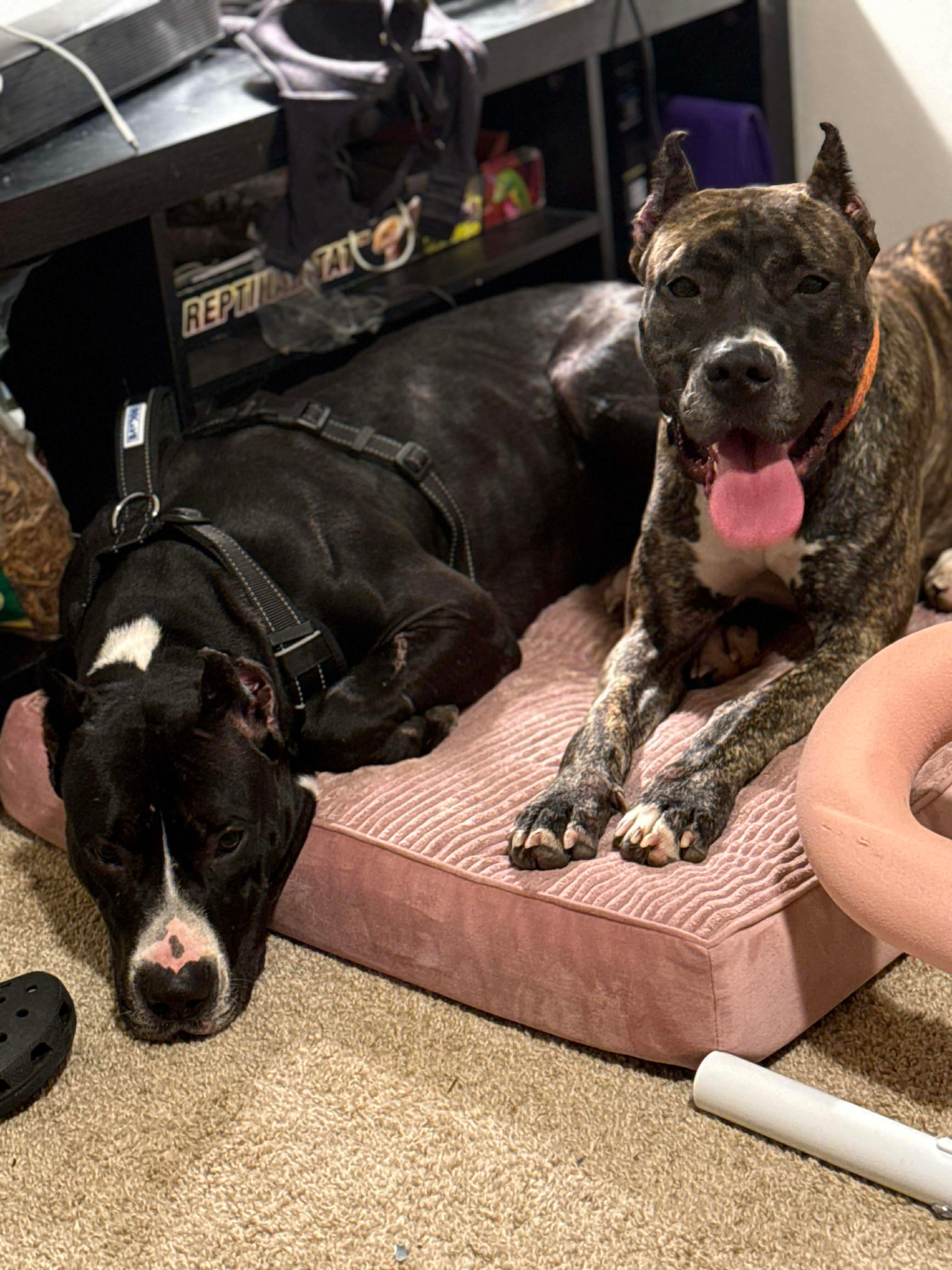 Butter Cup , an adopted mixed breed in Olympia, WA image 3/5