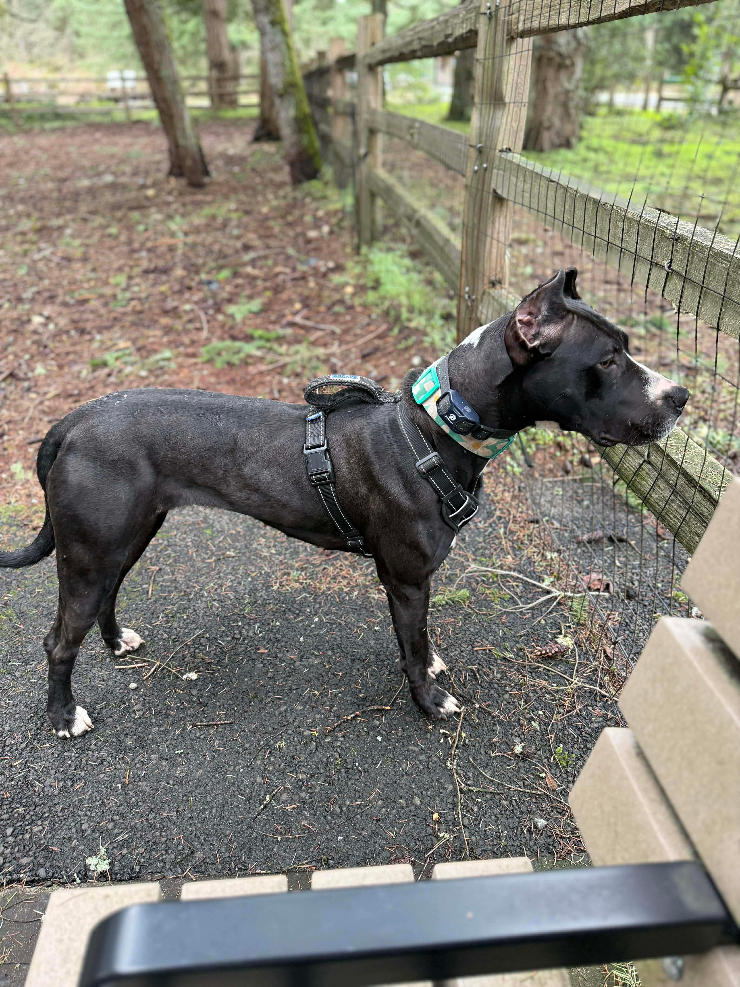 Butter Cup , an adopted mixed breed in Olympia, WA image 5/5