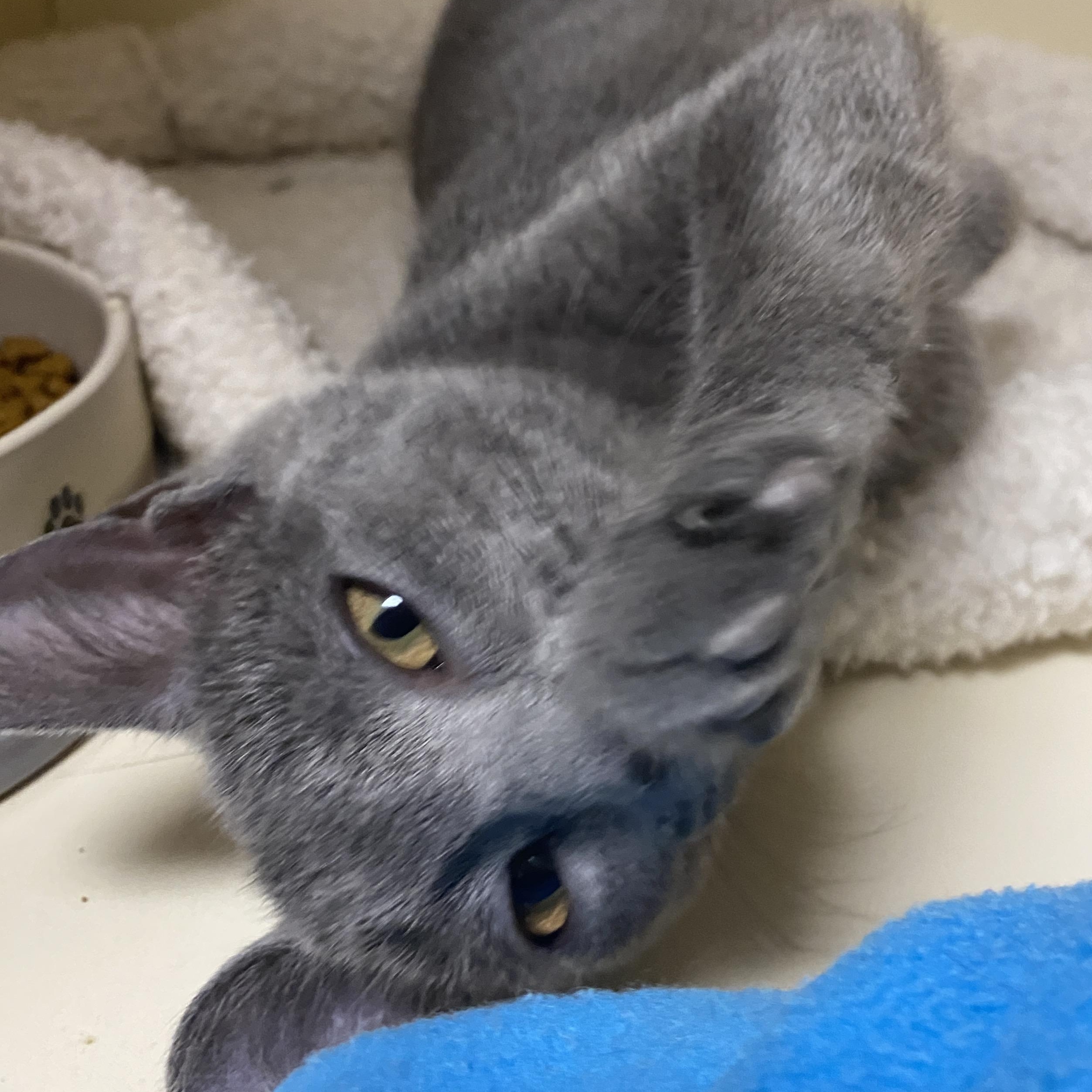 Ash at Elyria Petco!! photo 4