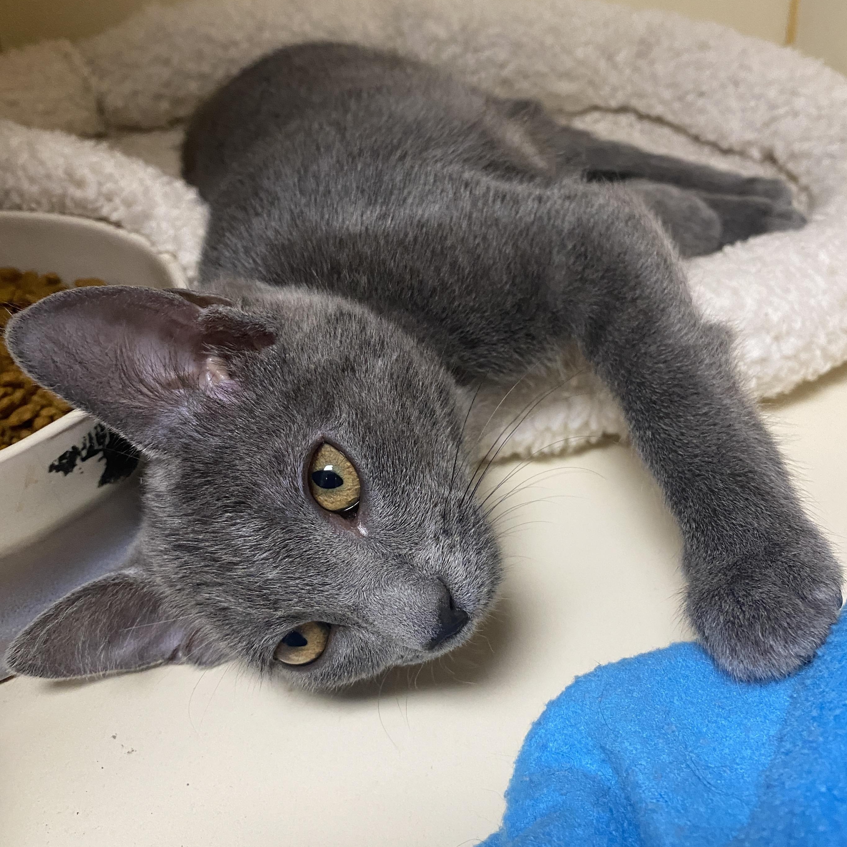 Ash at Elyria Petco!!, Baby Female Domestic Short Hair