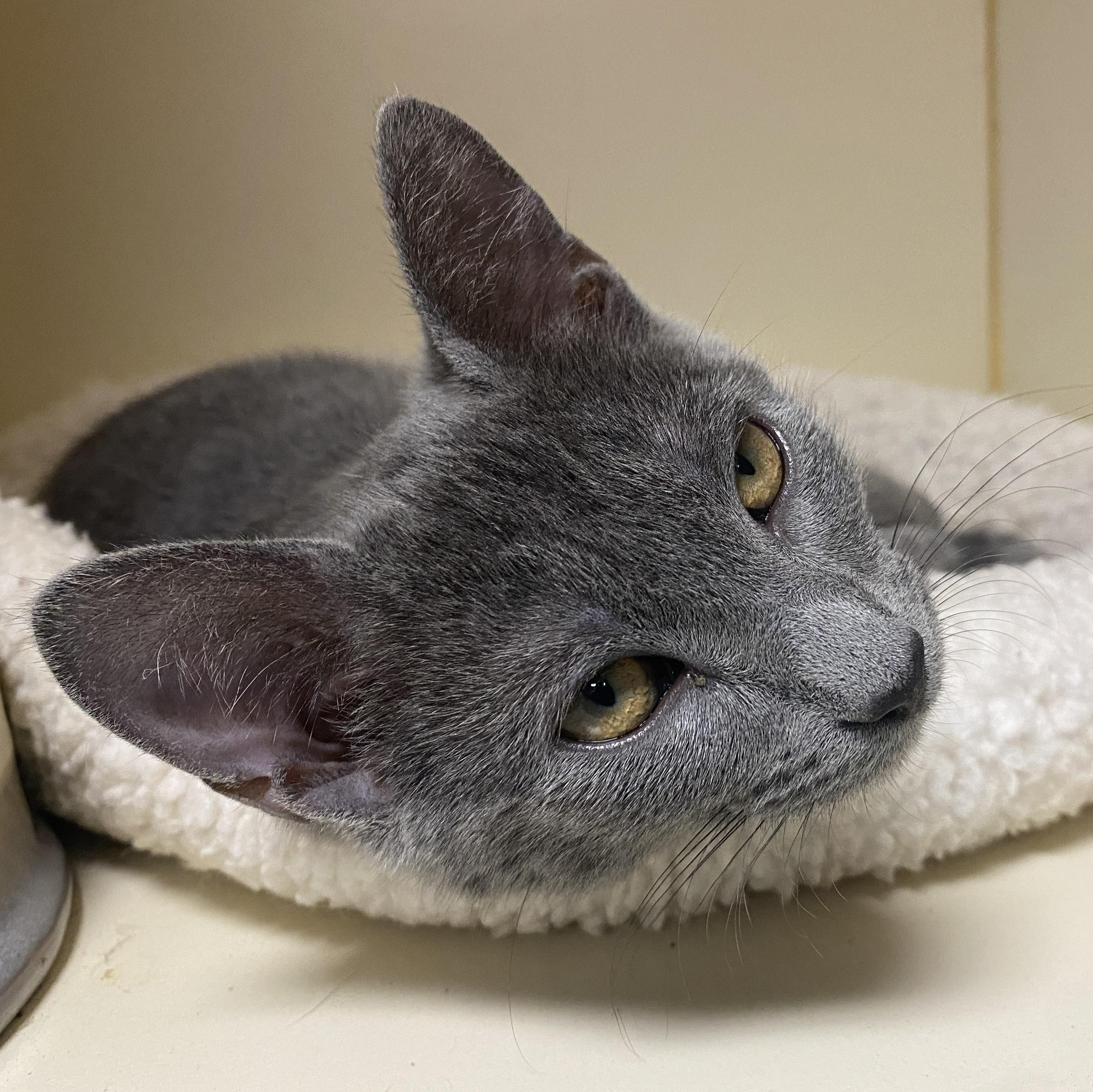 Ash at Elyria Petco!! photo 5