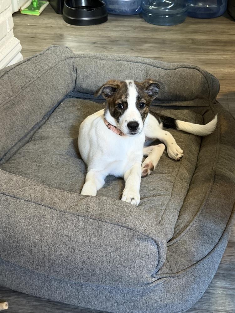 Enlarge Millie, a Adoptable mixed breed in Jefferson Hills, PA image 1/5