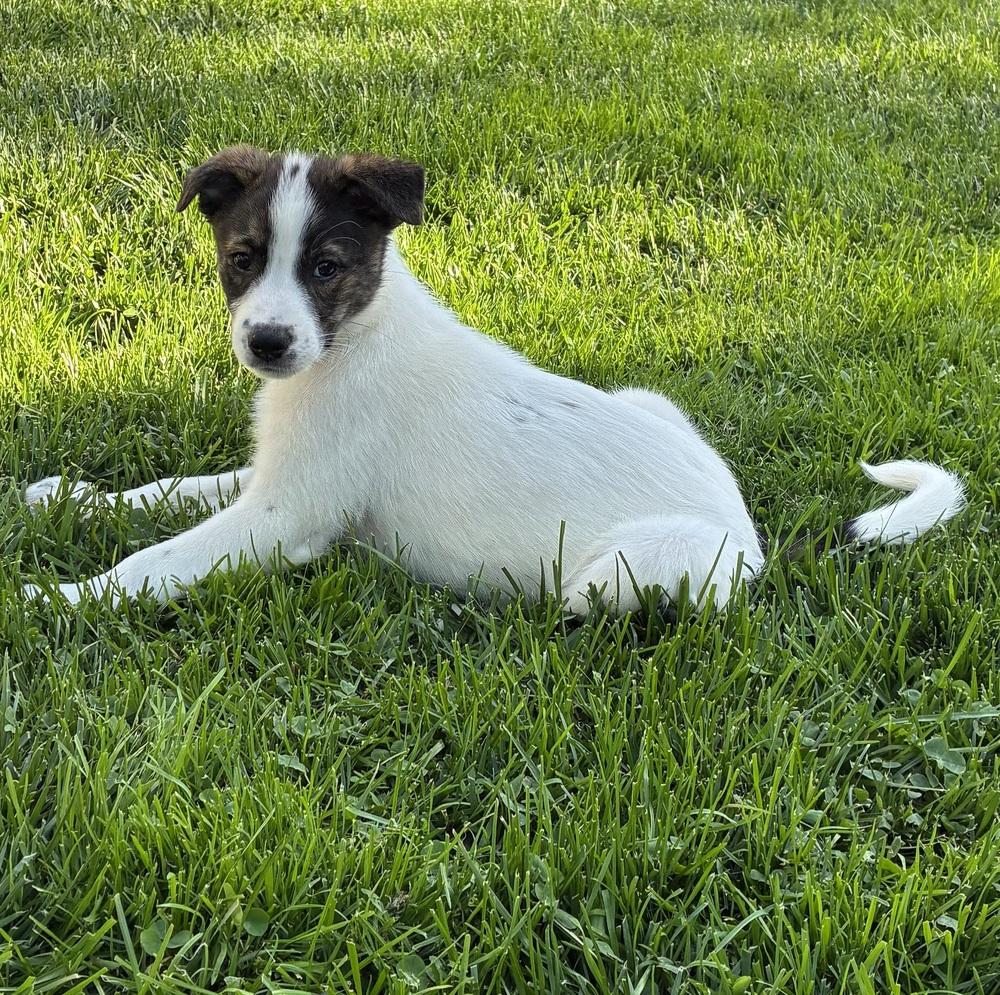 Millie, a Adoptable mixed breed in Jefferson Hills, PA image 1/3