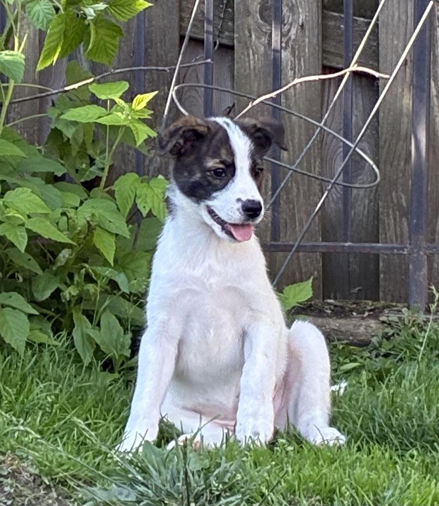 Millie, a Adoptable mixed breed in Jefferson Hills, PA image 2/3