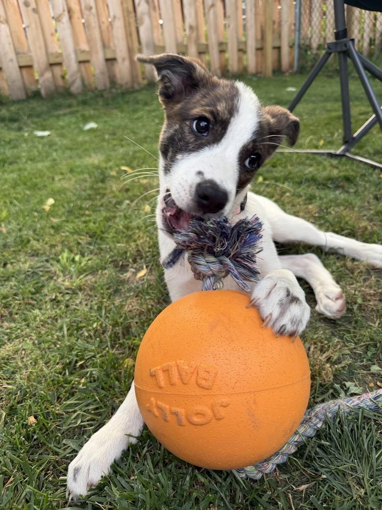 Enlarge Millie, a Adoptable mixed breed in Jefferson Hills, PA image 4/5