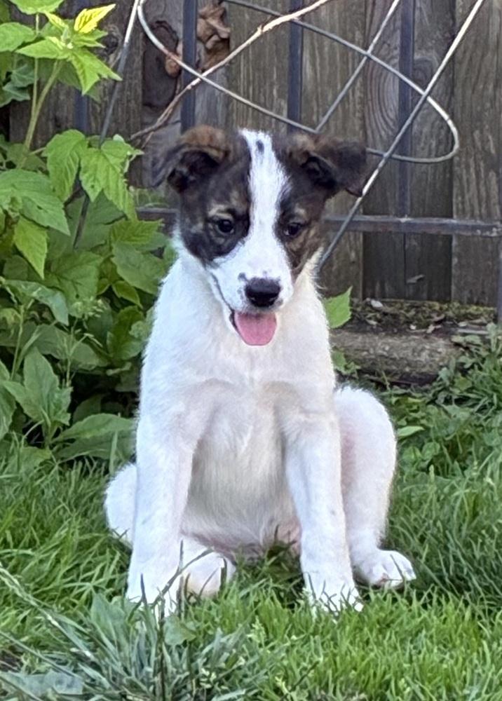 Millie, a Adoptable mixed breed in Jefferson Hills, PA image 3/3