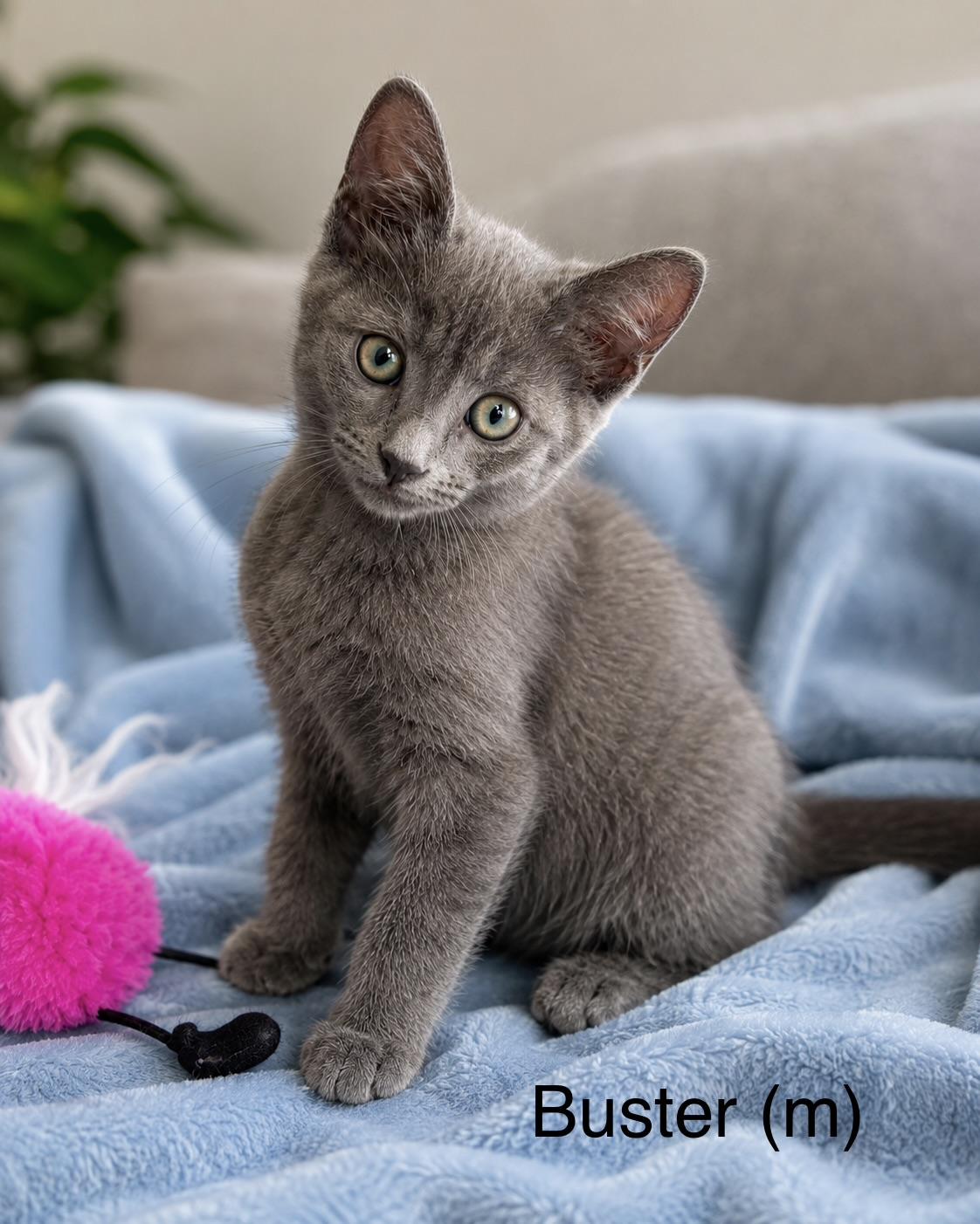 Buster, a ADOPTABLE Domestic Medium Hair in Bonney Lake, WA image 4/4