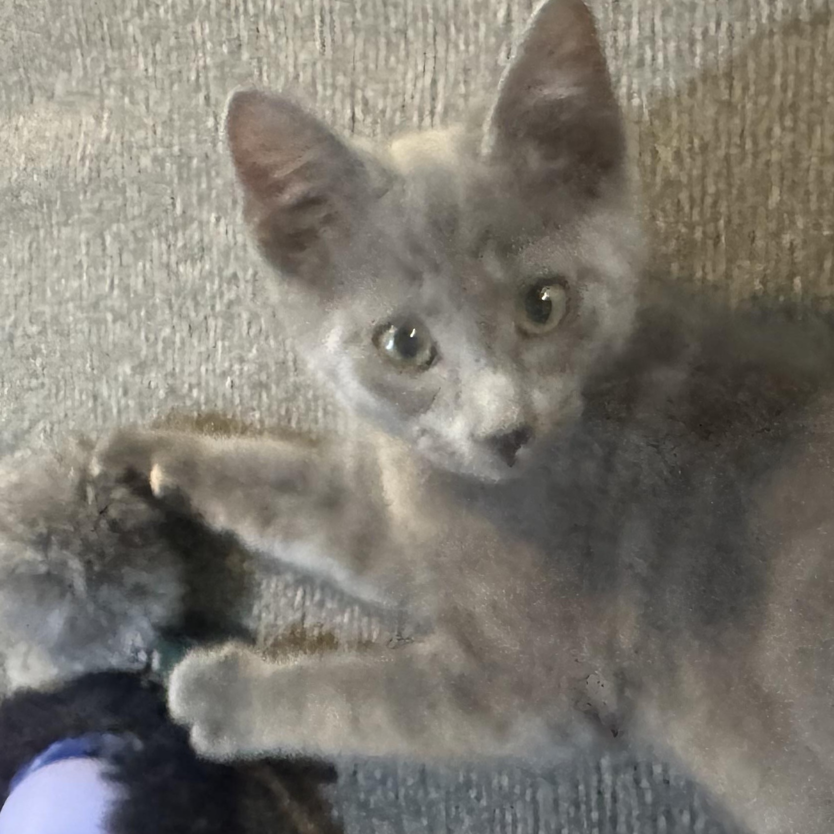 Buster, ADOPTABLE, Kitten Male Domestic Medium Hair.