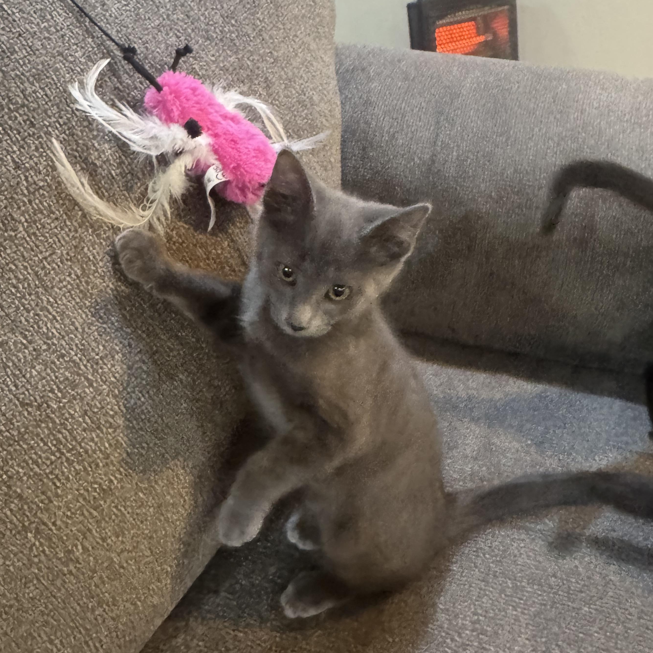 Buster, a ADOPTABLE Domestic Medium Hair in Bonney Lake, WA image 3/4