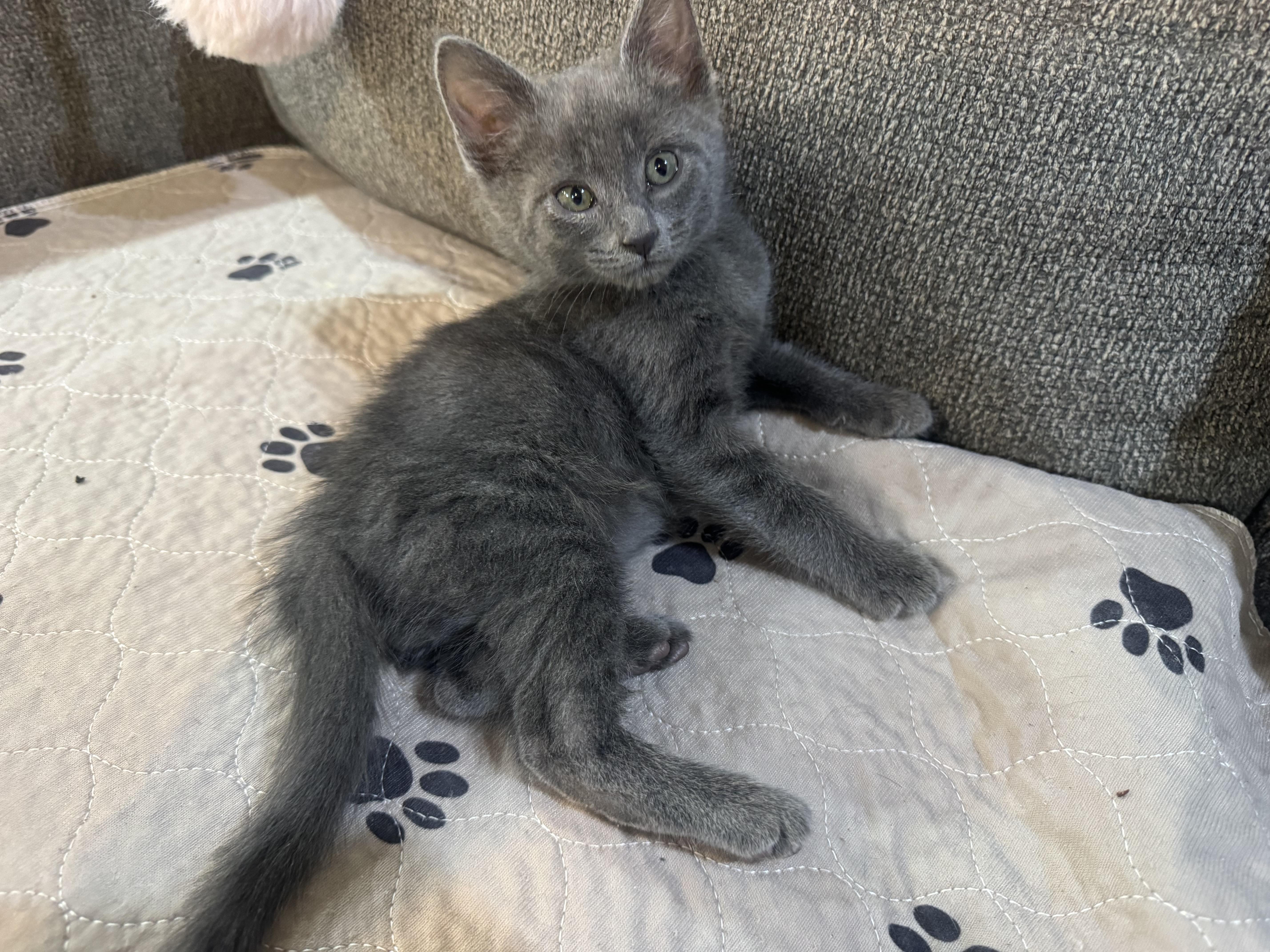 Buster, a ADOPTABLE Domestic Medium Hair in Bonney Lake, WA image 2/4