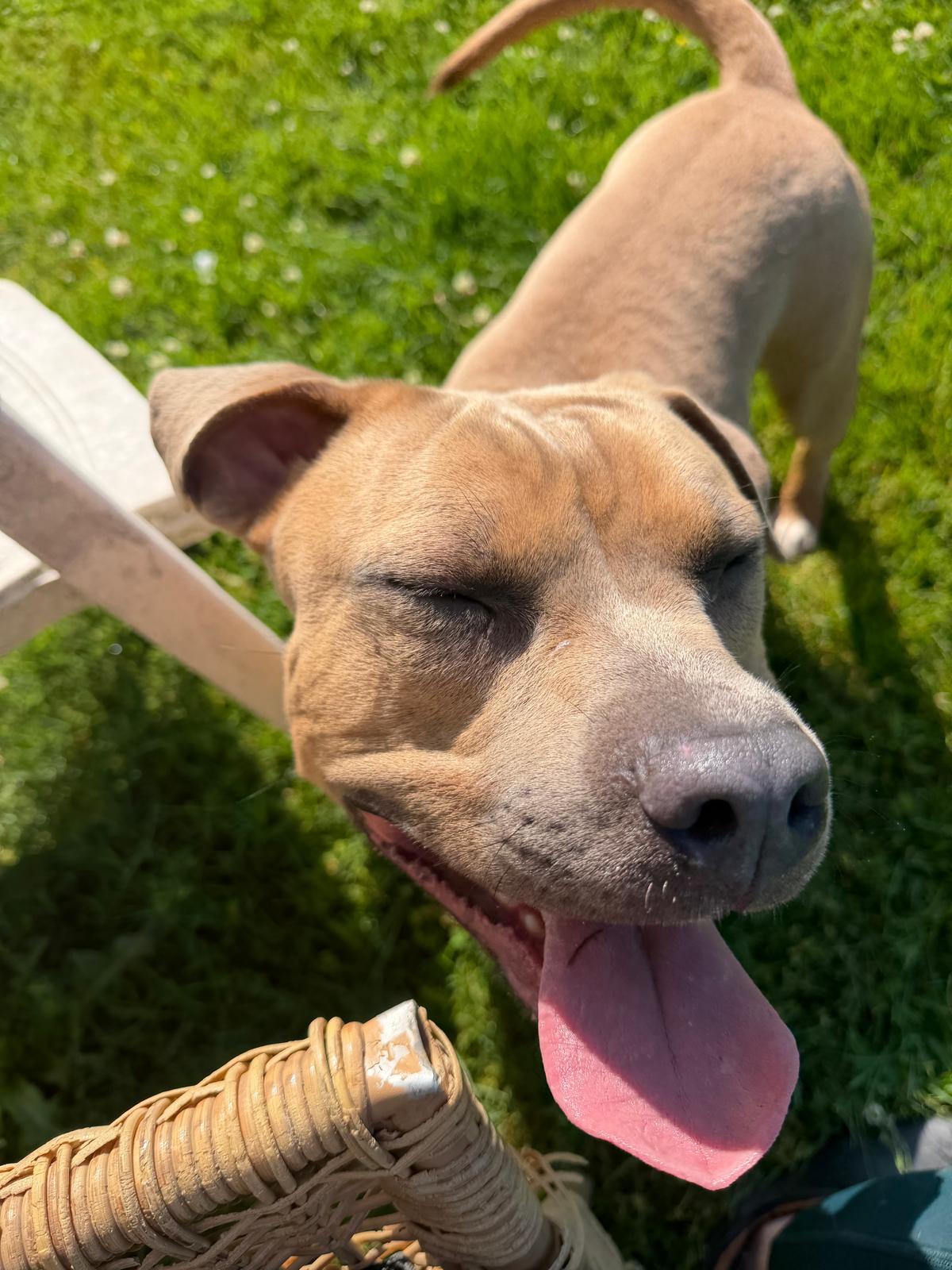 Bob, a ADOPTABLE mixed breed in Benton Harbor, MI image 5/5