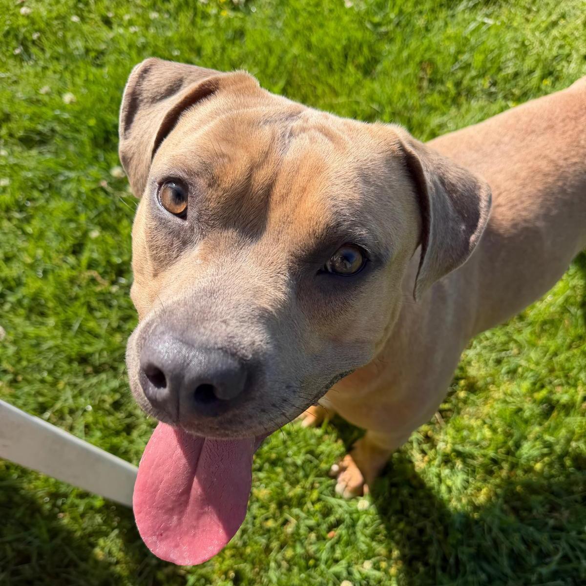 Bob, a ADOPTABLE mixed breed in Benton Harbor, MI image 2/5
