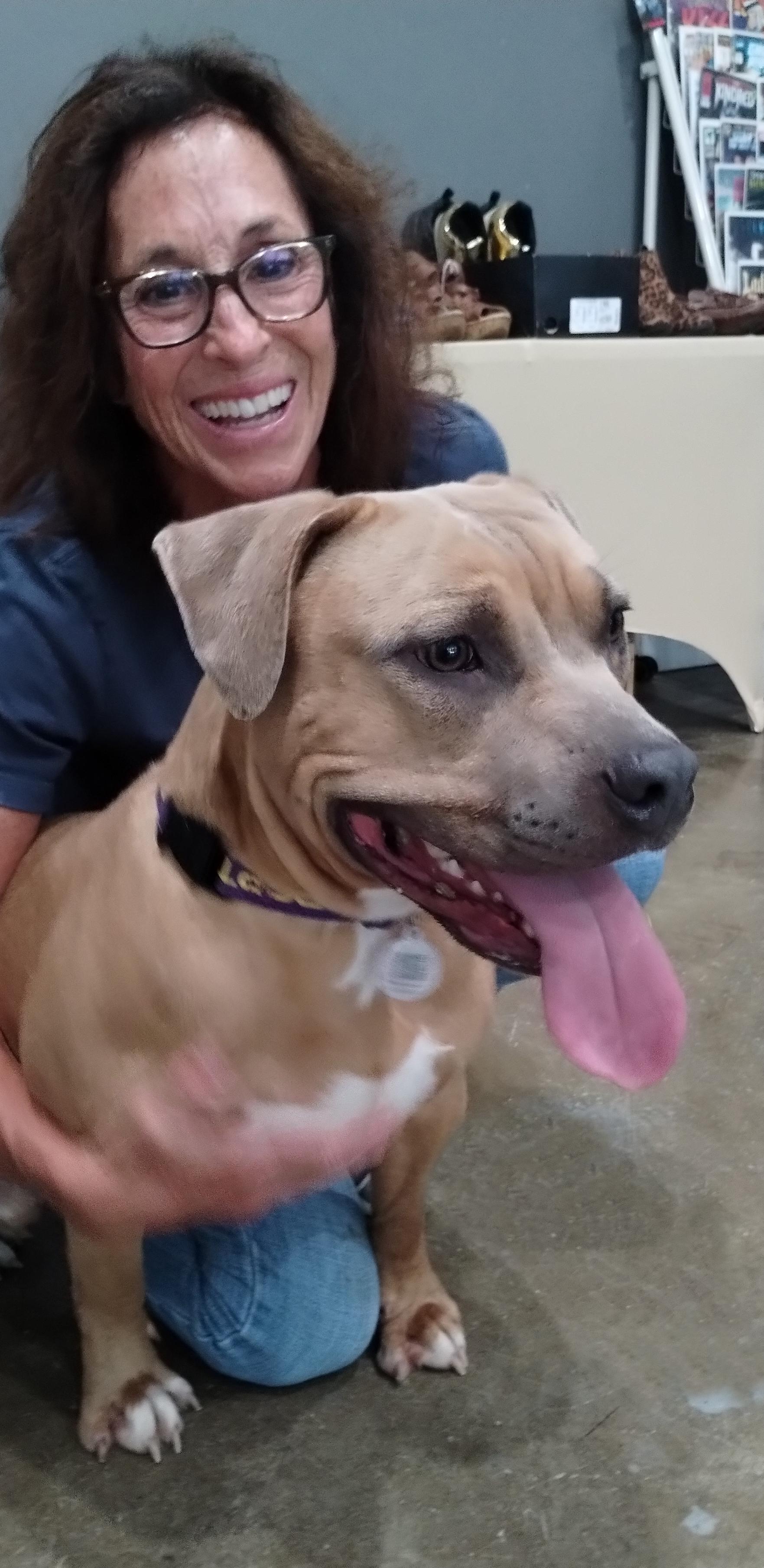 Bob, ADOPTABLE, Young Male Pit Bull Terrier.