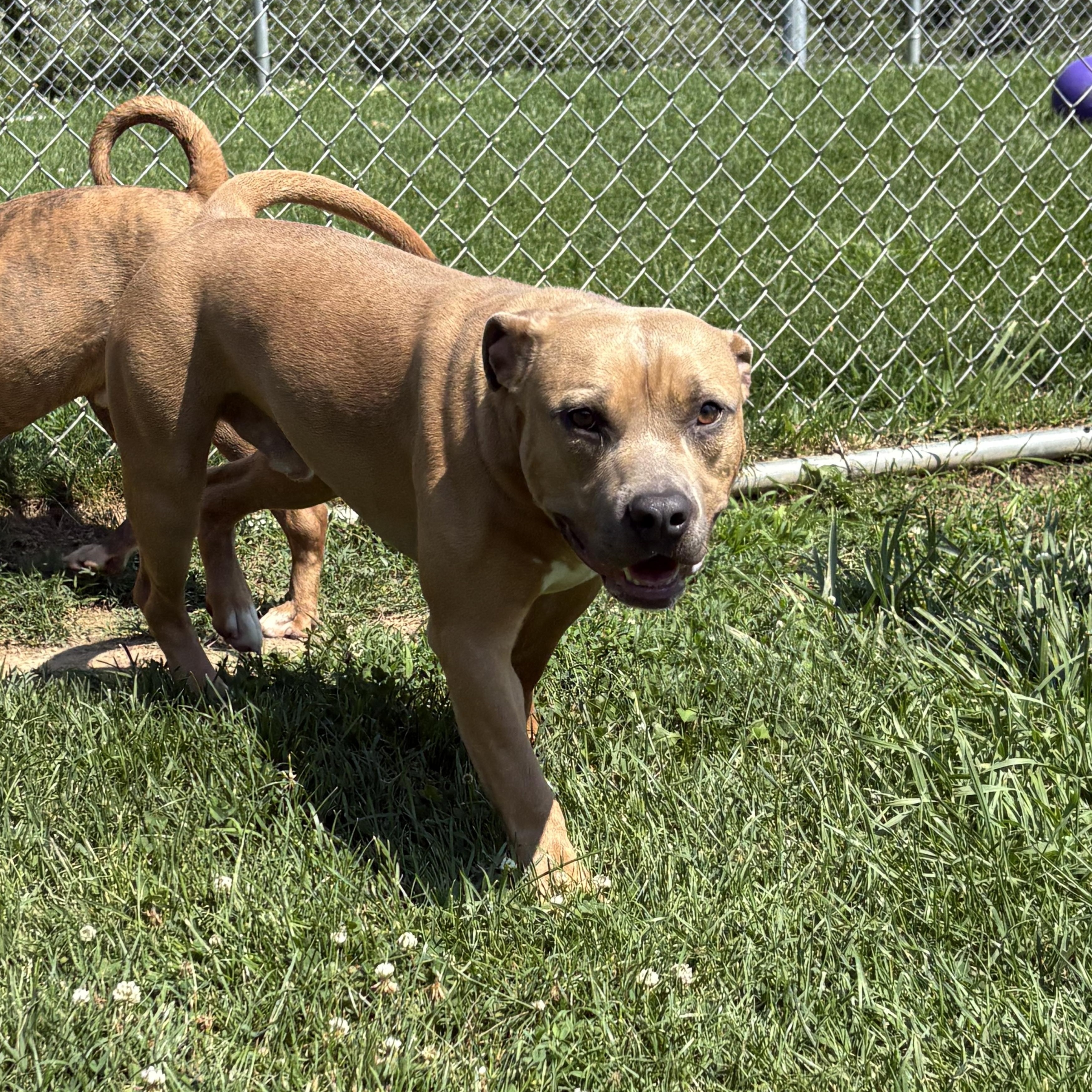 Bob, a ADOPTABLE mixed breed in Benton Harbor, MI image 3/5