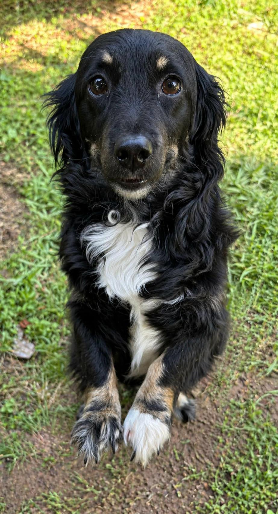 Petra Adopted, Adopted, Young Female Dachshund.