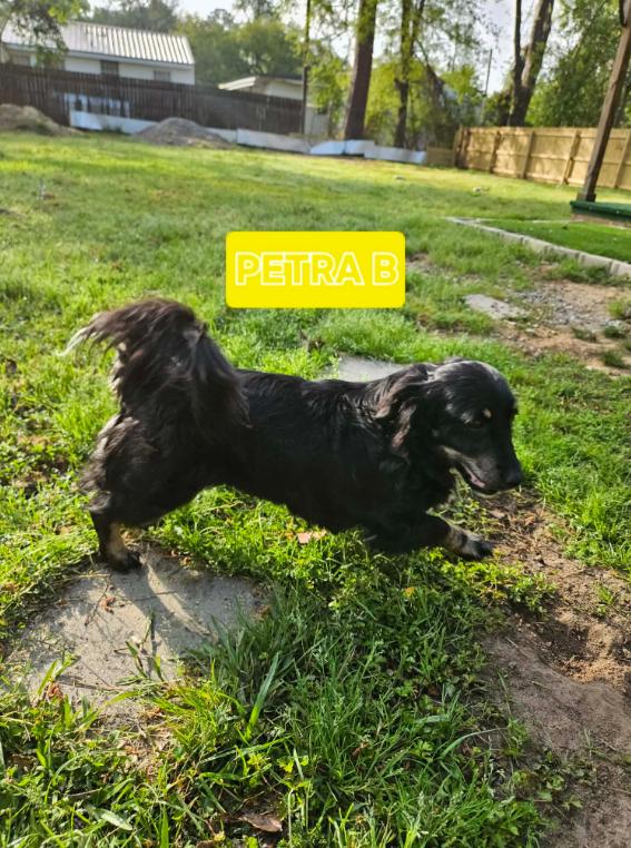 Enlarge Petra Adopted, a Adopted Dachshund in Cranston, RI image 2/2