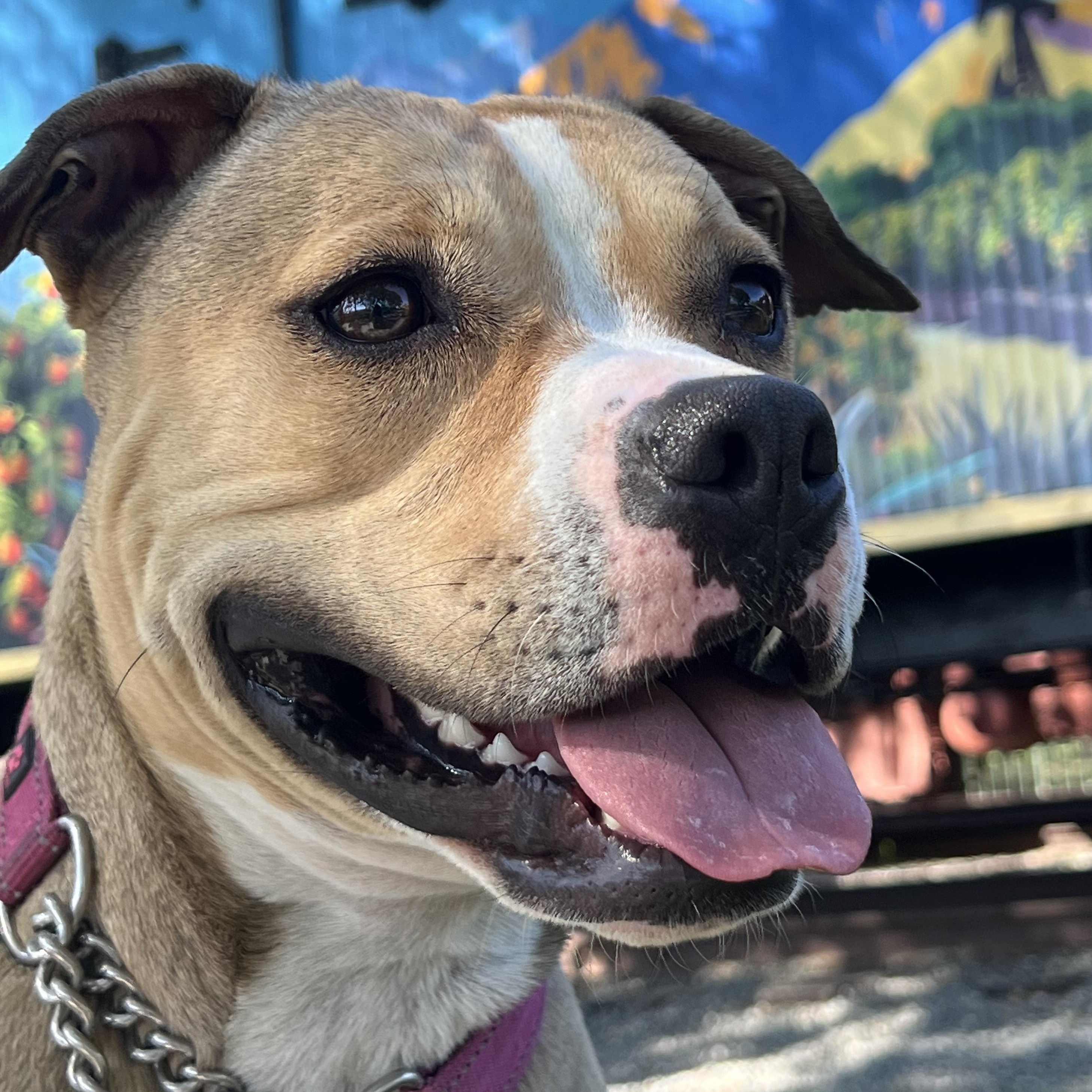 Enlarge Tink, an adoptable mixed breed in Whittier, CA image 4/6